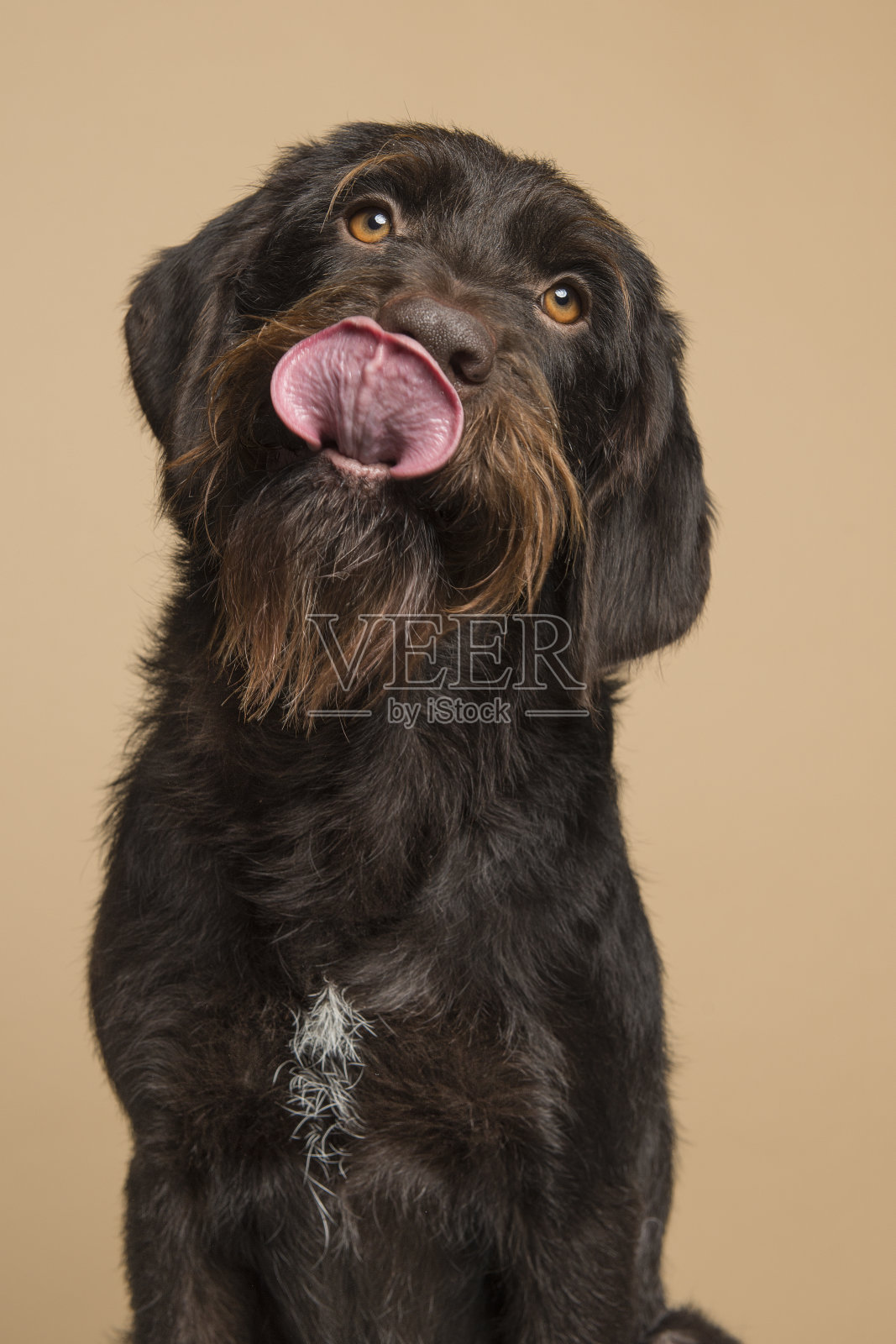 在一幅垂直图像的沙色背景上,一只Cesky Fousek的狗抬头张着嘴照片摄影图片