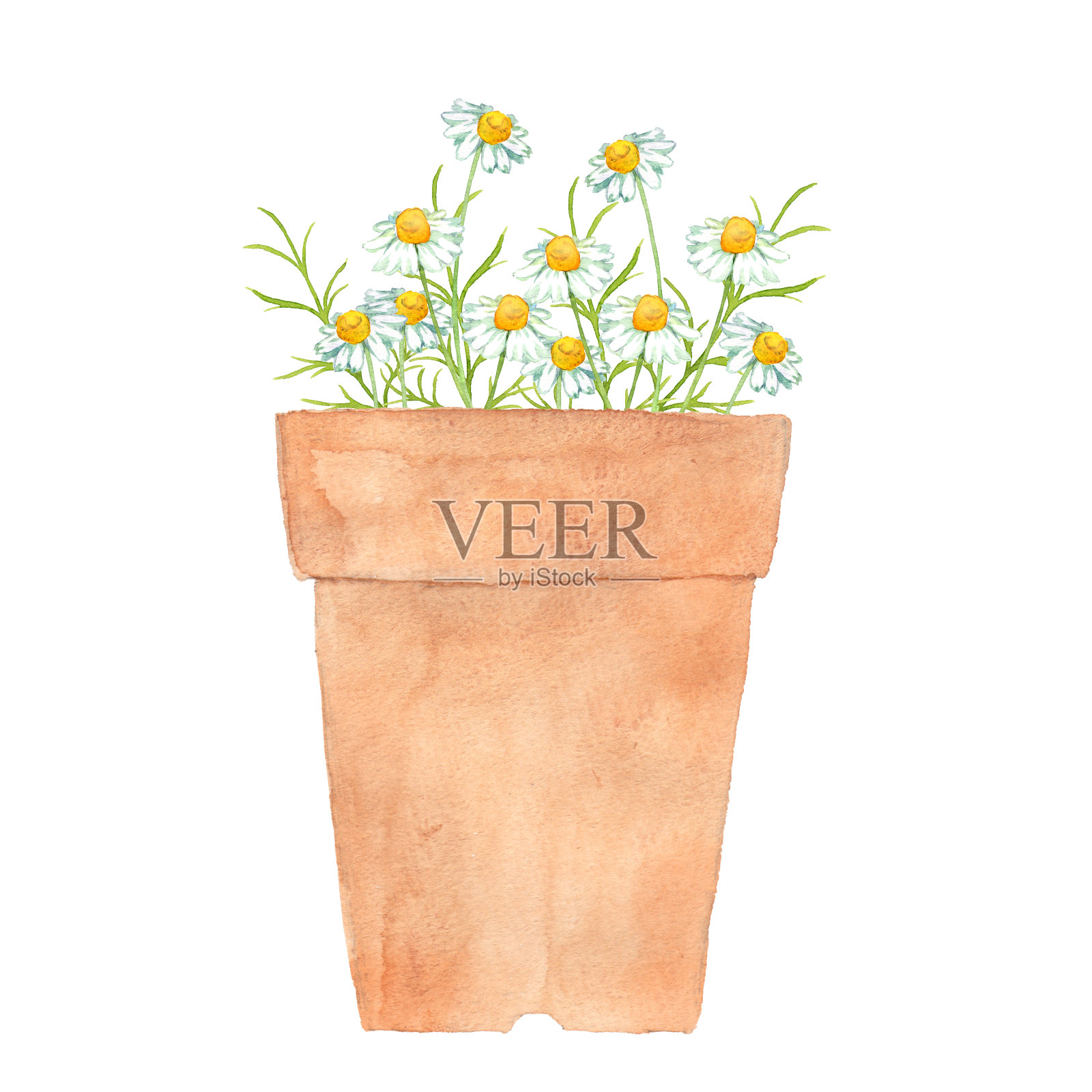 花盆里的洋甘菊花插画图片素材