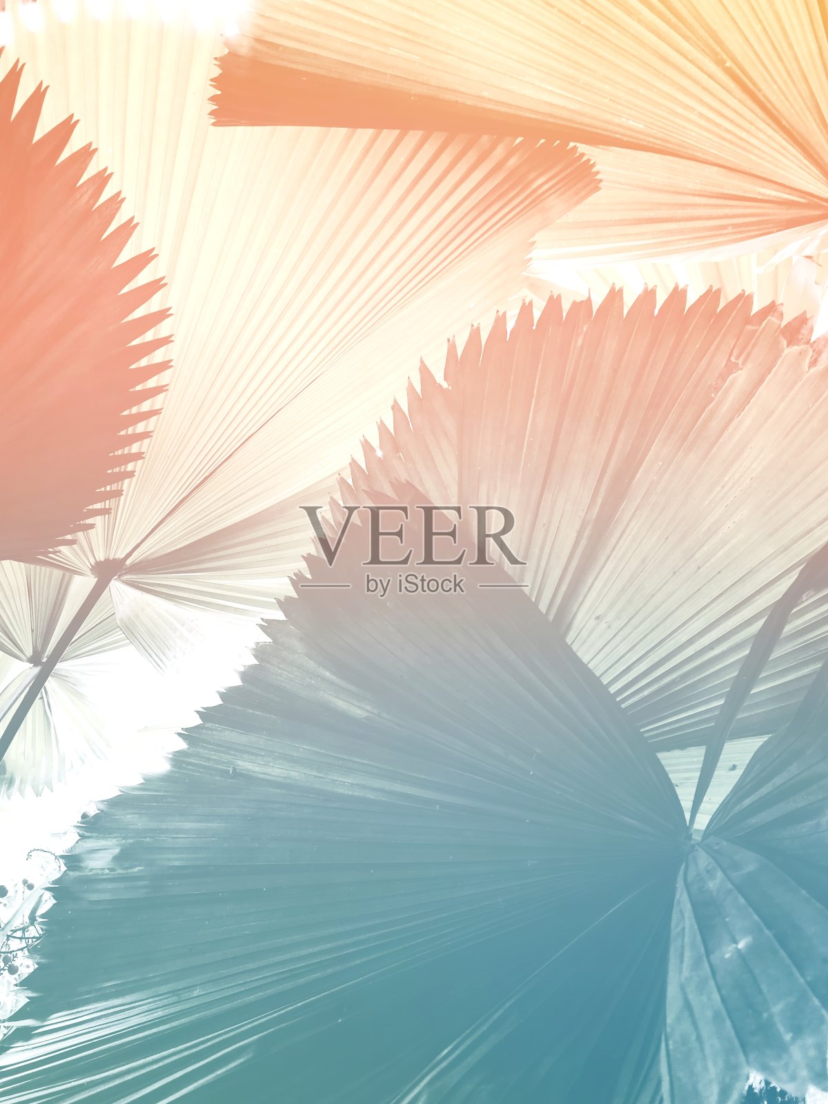 棕榈叶背景摘要照片摄影图片