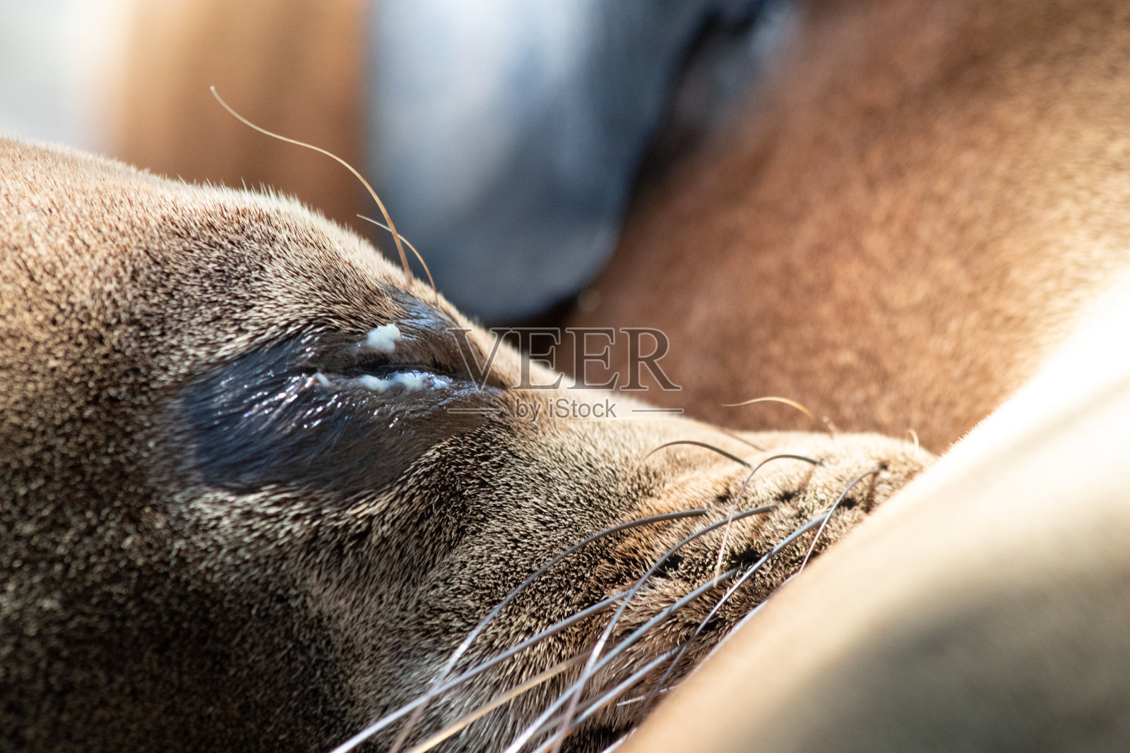 小海狮在加拉帕戈斯群岛觅食照片摄影图片