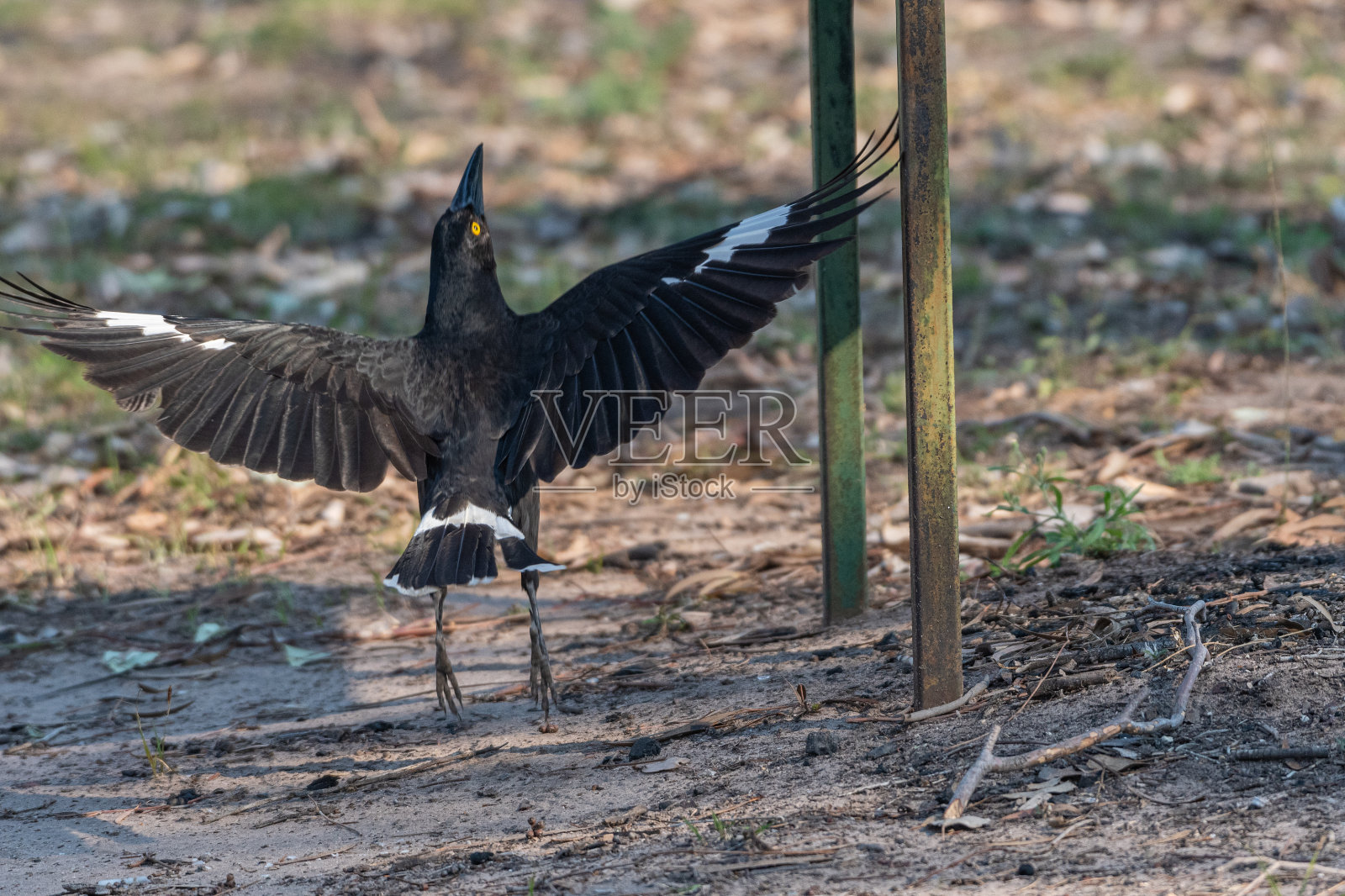 皮德·库拉旺照片摄影图片