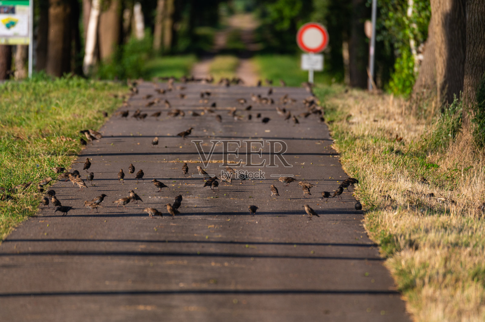许多小鸟在乡间小路的空中飞翔照片摄影图片