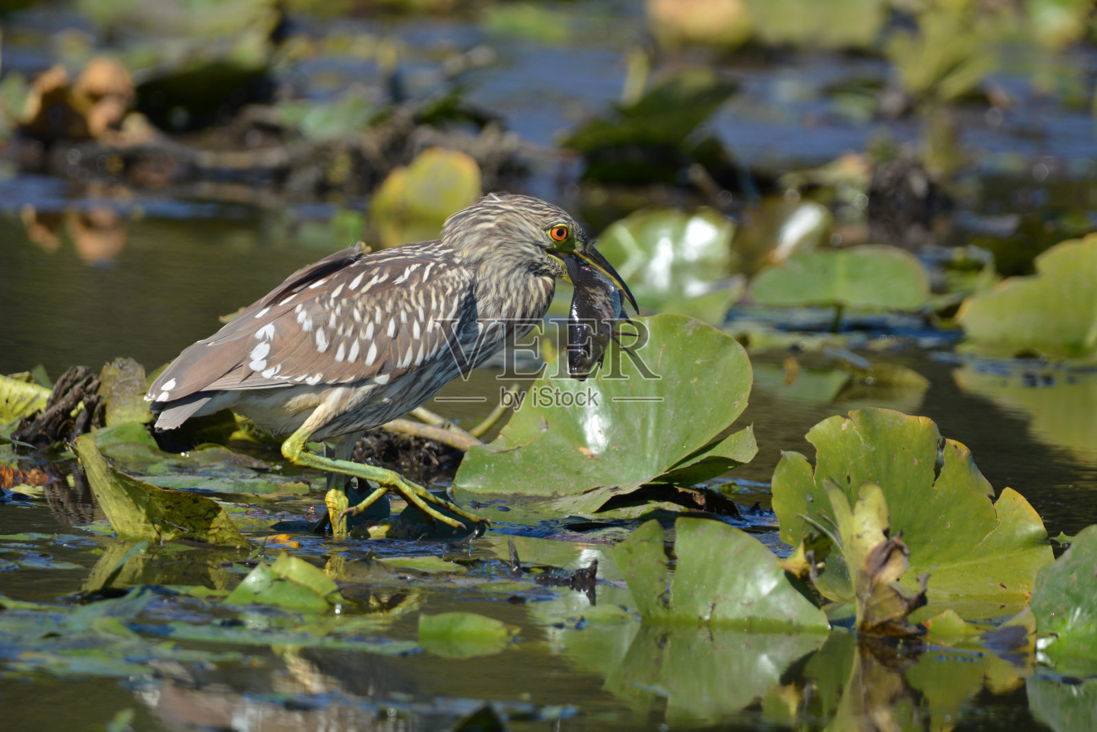 黑冠夜鹭照片摄影图片