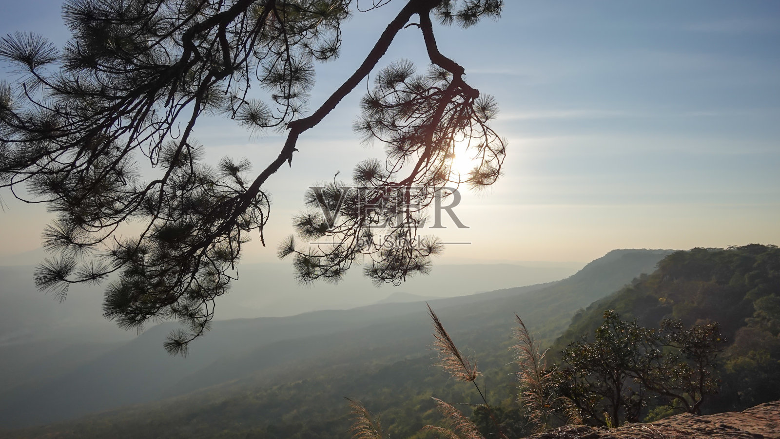 泰国山顶日出时松树枝杈后的阳光照片摄影图片