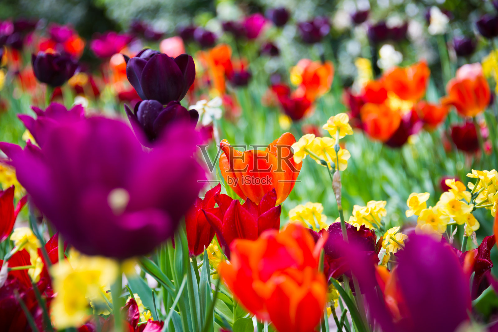 美丽的郁金香在花园里盛开。春暖花开照片摄影图片