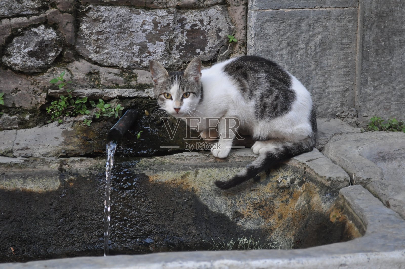 美丽的动物猫在自然环境照片摄影图片