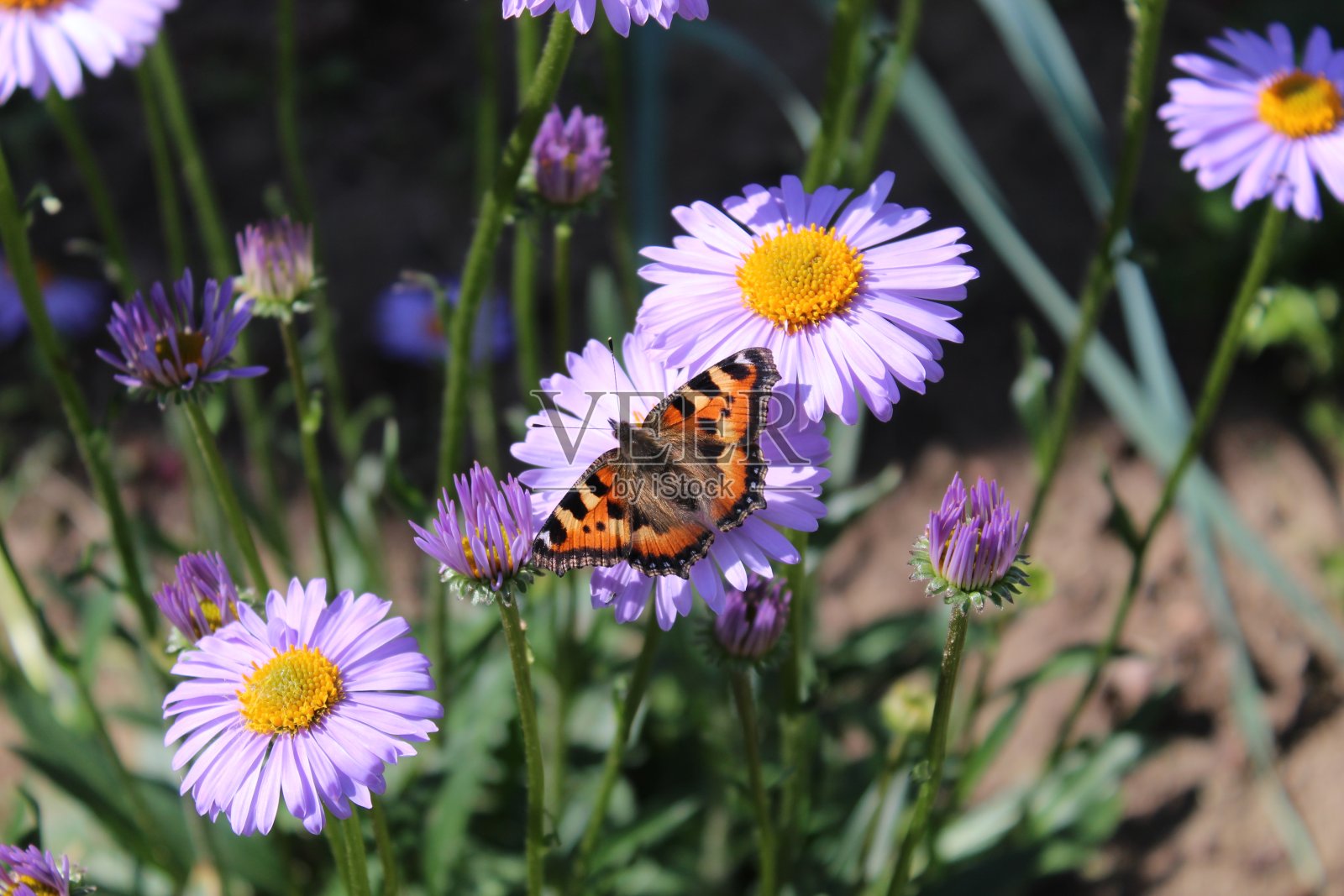 蝴蝶在紫色的洋甘菊上照片摄影图片