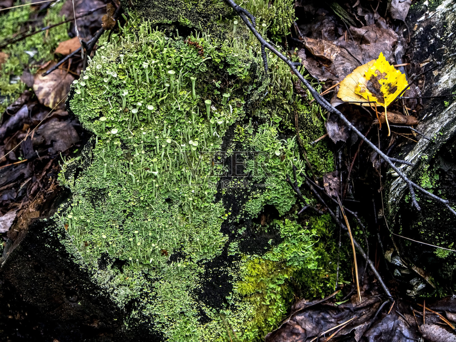 美丽的地衣用拉丁文命名Cladonia chlorophaea,民间命名高脚杯精灵,宏观,狭窄的焦点地带照片摄影图片