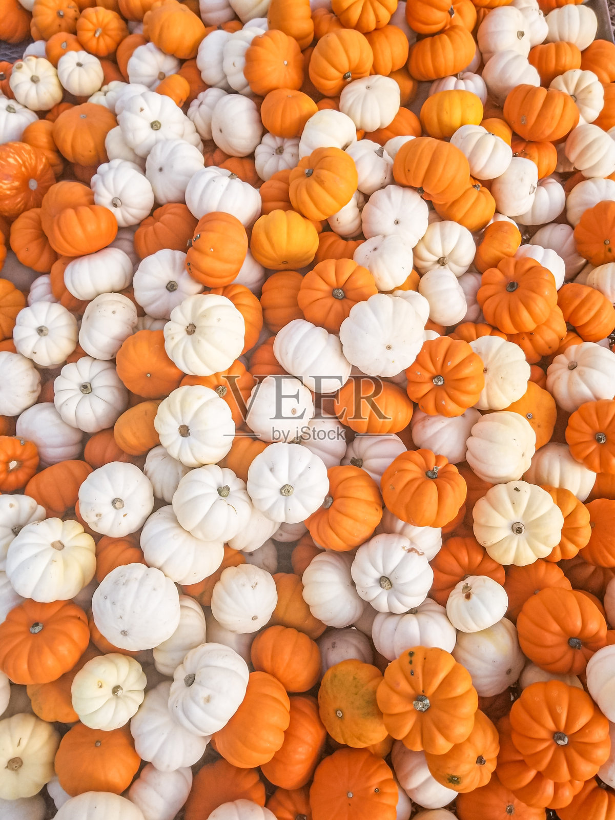 来自PNW的迷你南瓜照片摄影图片