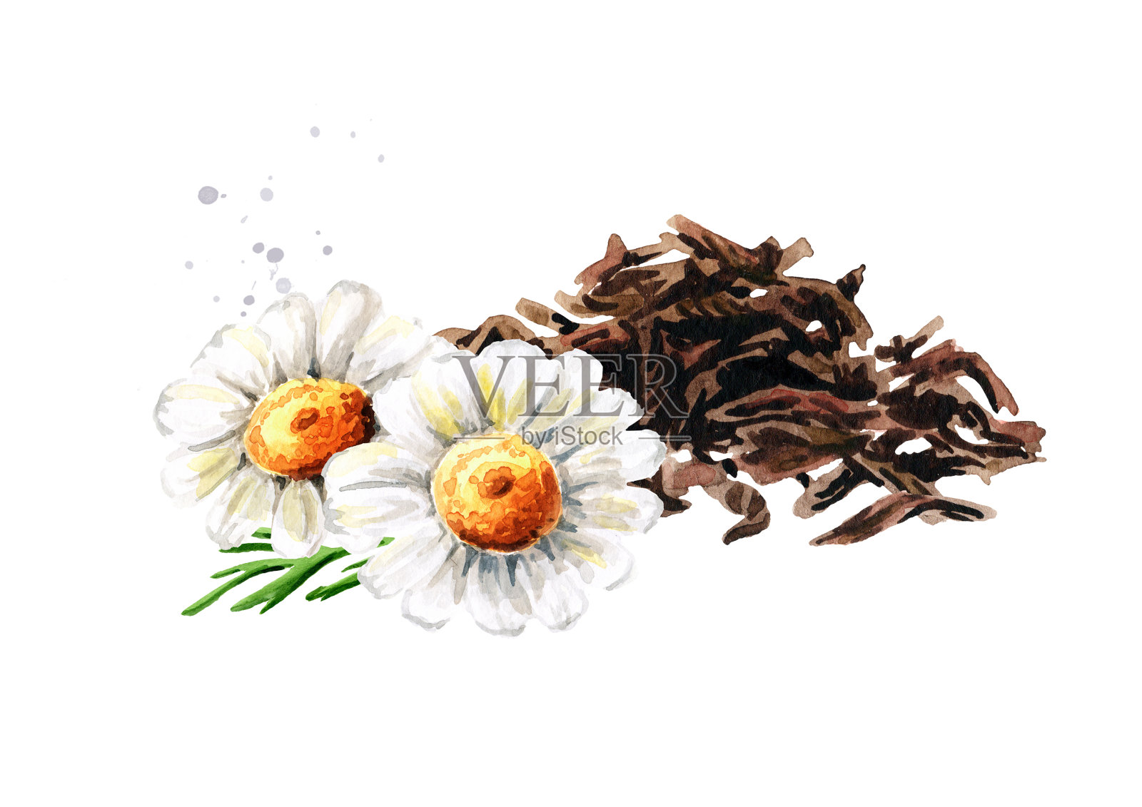 一堆干茶叶和洋甘菊。手绘水彩插图孤立的白色背景插画图片素材