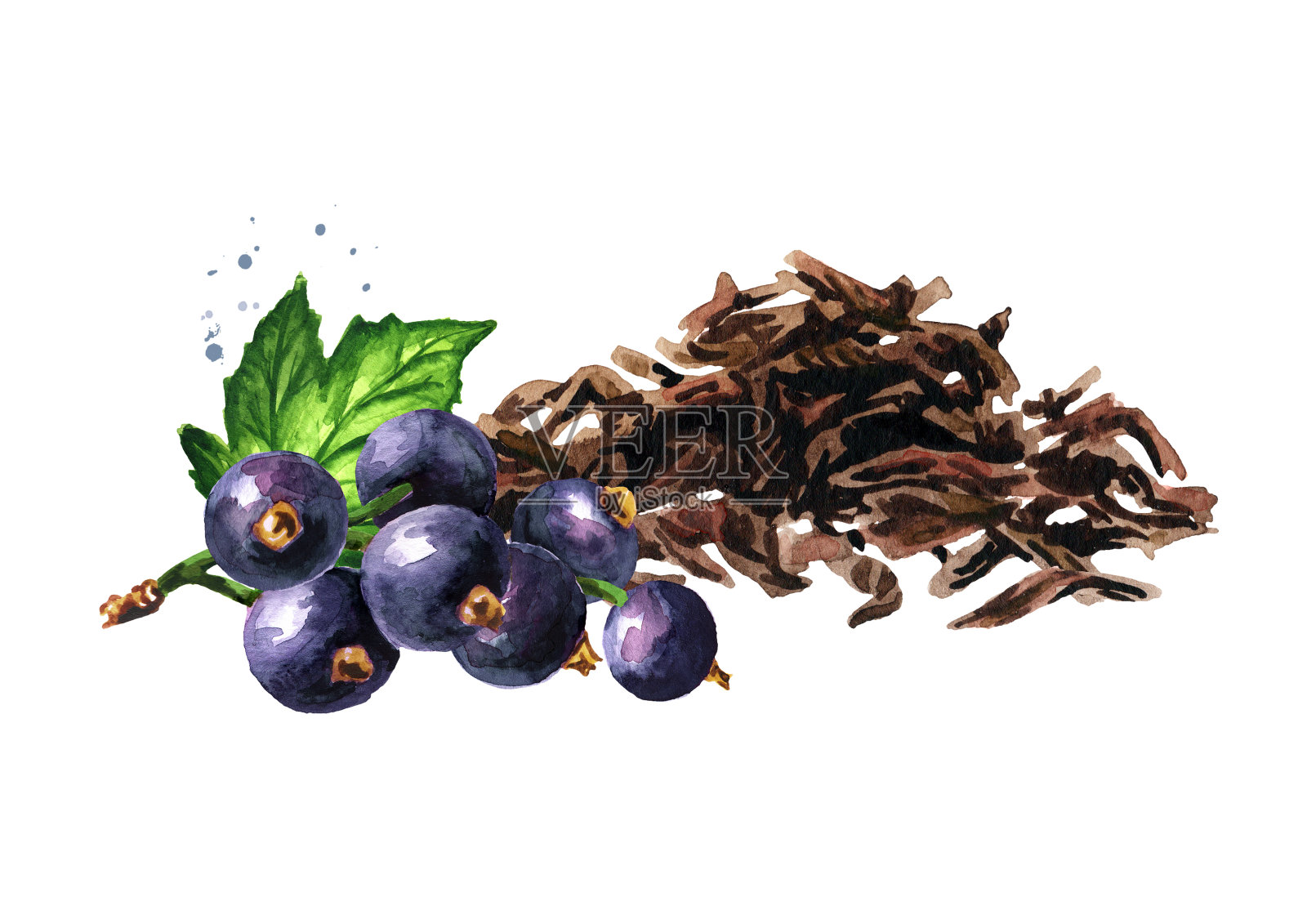 一堆干茶叶和黑醋栗。手绘水彩插图孤立的白色背景设计元素图片