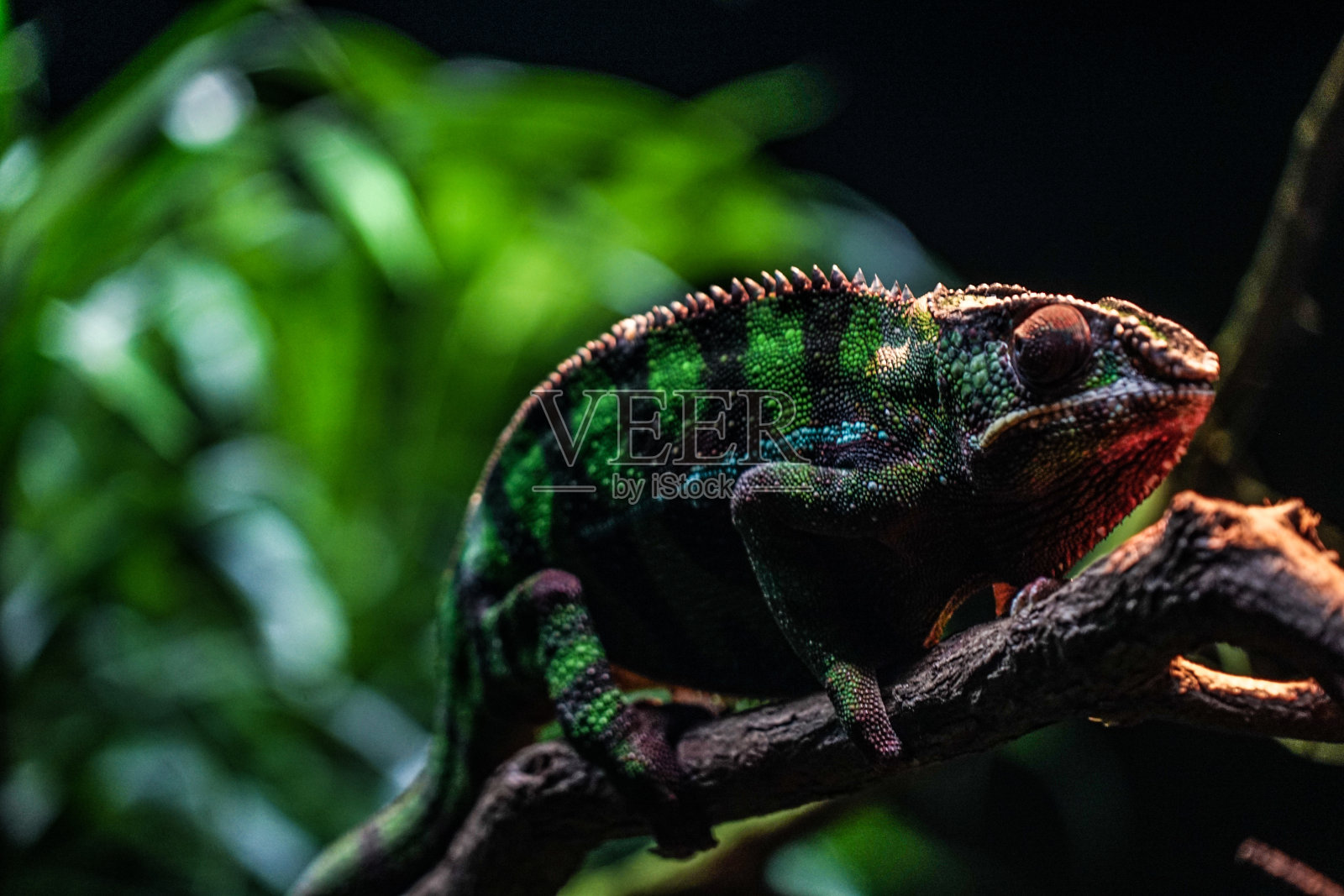 奇丘卡李变色龙潜伏在丛林照片摄影图片