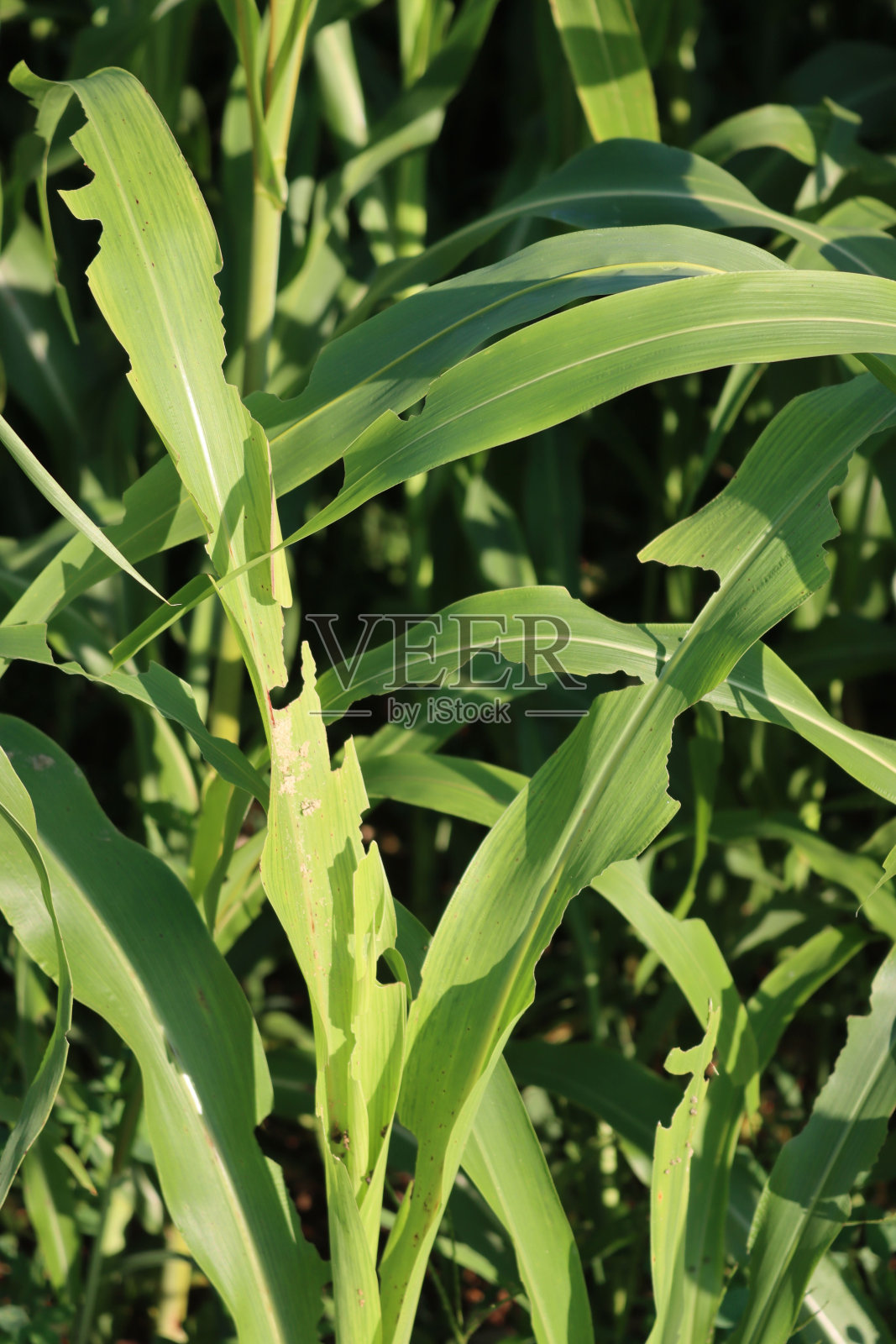 绿高粱田被粘虫蛾幼虫破坏照片摄影图片