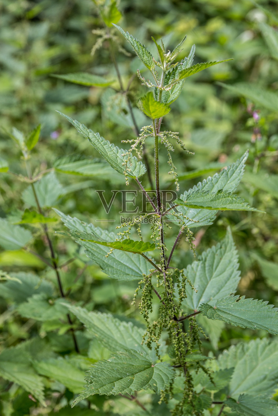 森林附近有大片的绿色荨麻照片摄影图片