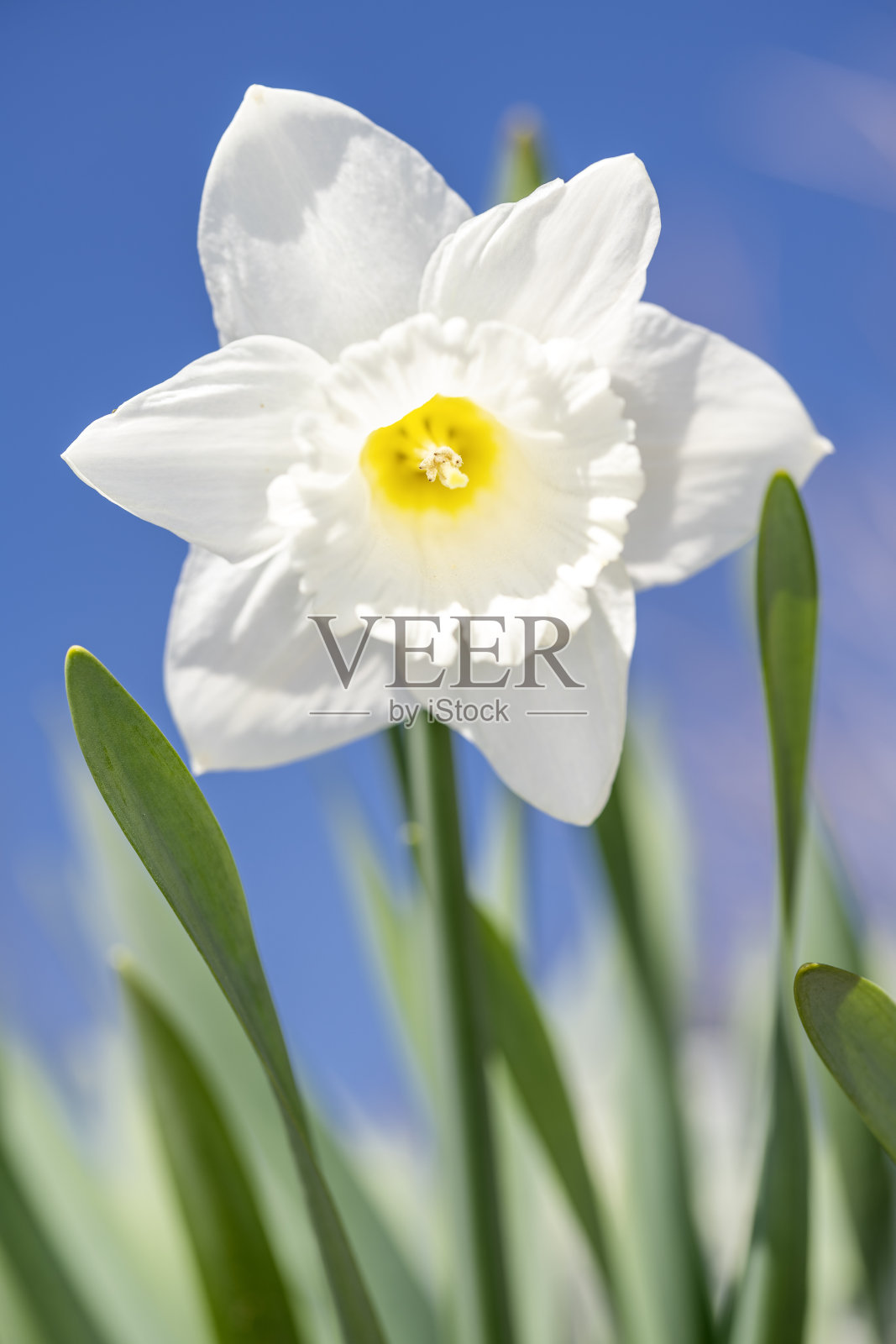 水仙花-水仙假水仙-在春天照片摄影图片