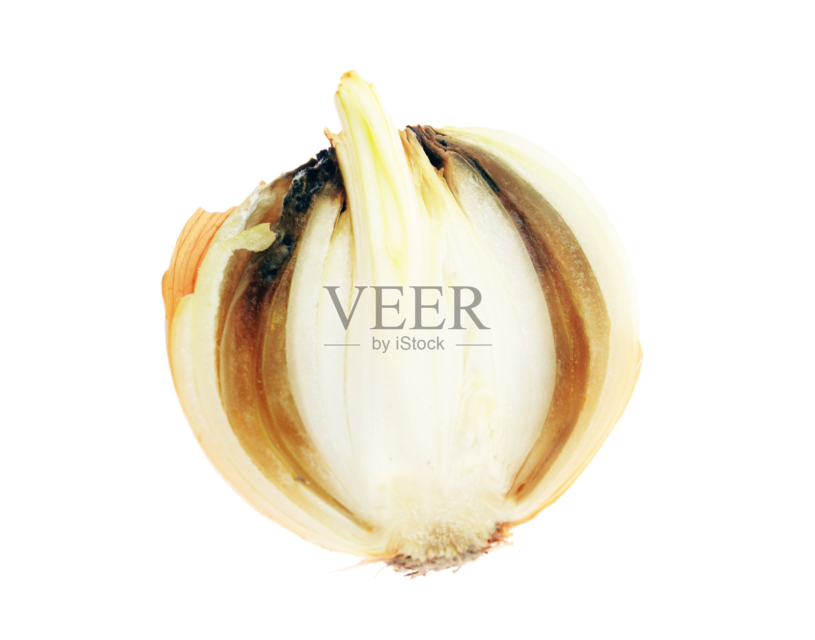 腐烂的洋葱孤立在白色背景上。一个腐烂的洋葱孤立在白色的背景上照片摄影图片