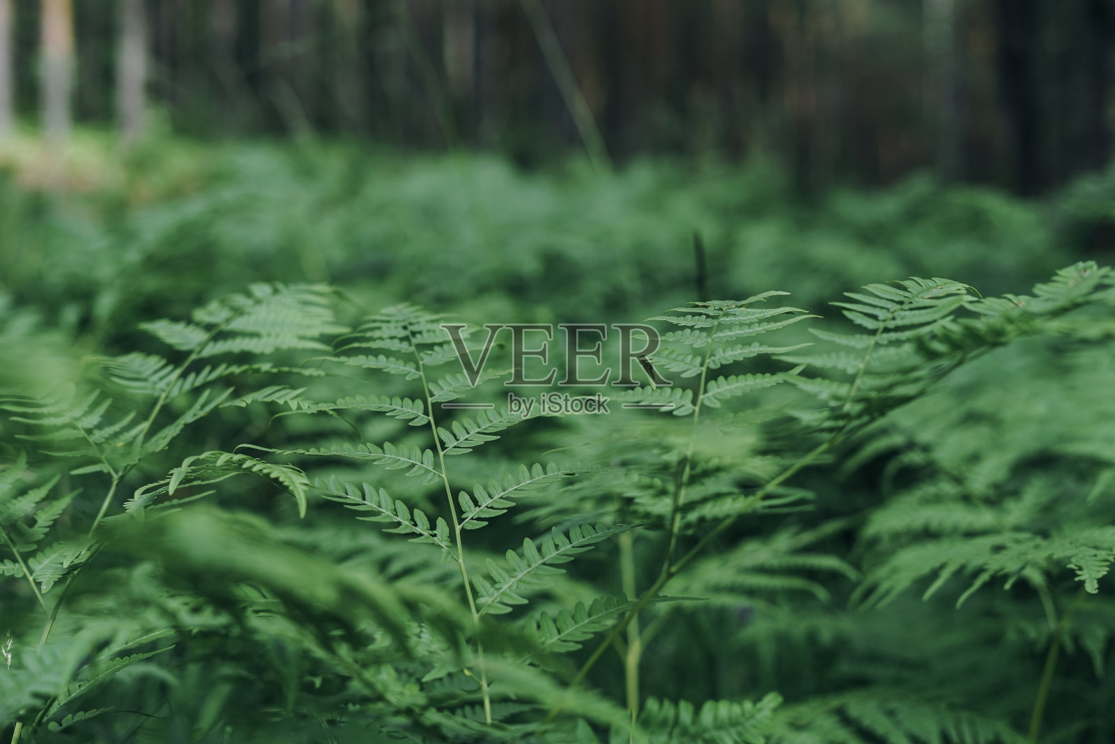 绿色蕨叶在森林自然纹理背景照片摄影图片