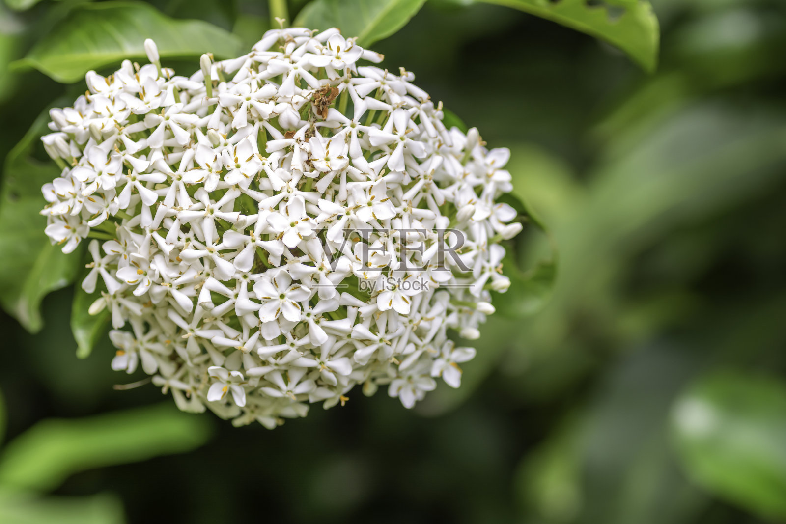 白色Ixora花在背景模糊照片摄影图片