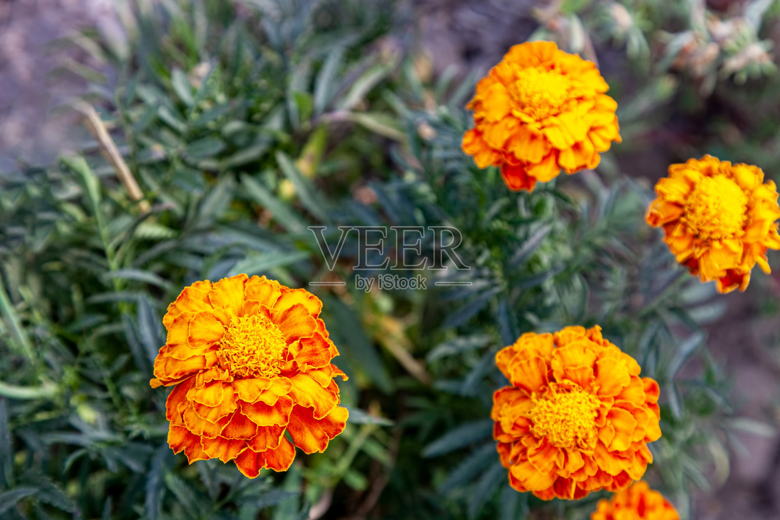 法国万寿菊鲜花照片摄影图片