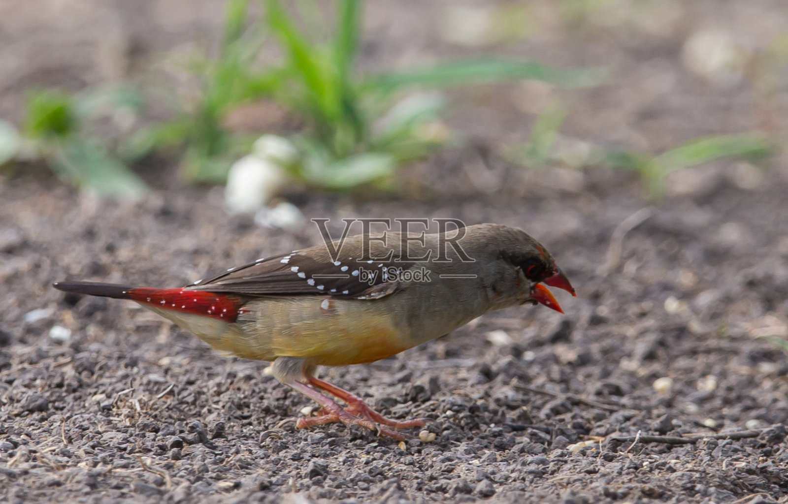 红色的阿瓦达瓦是一种没有完全红色的外衣,在地上寻找食物。照片摄影图片