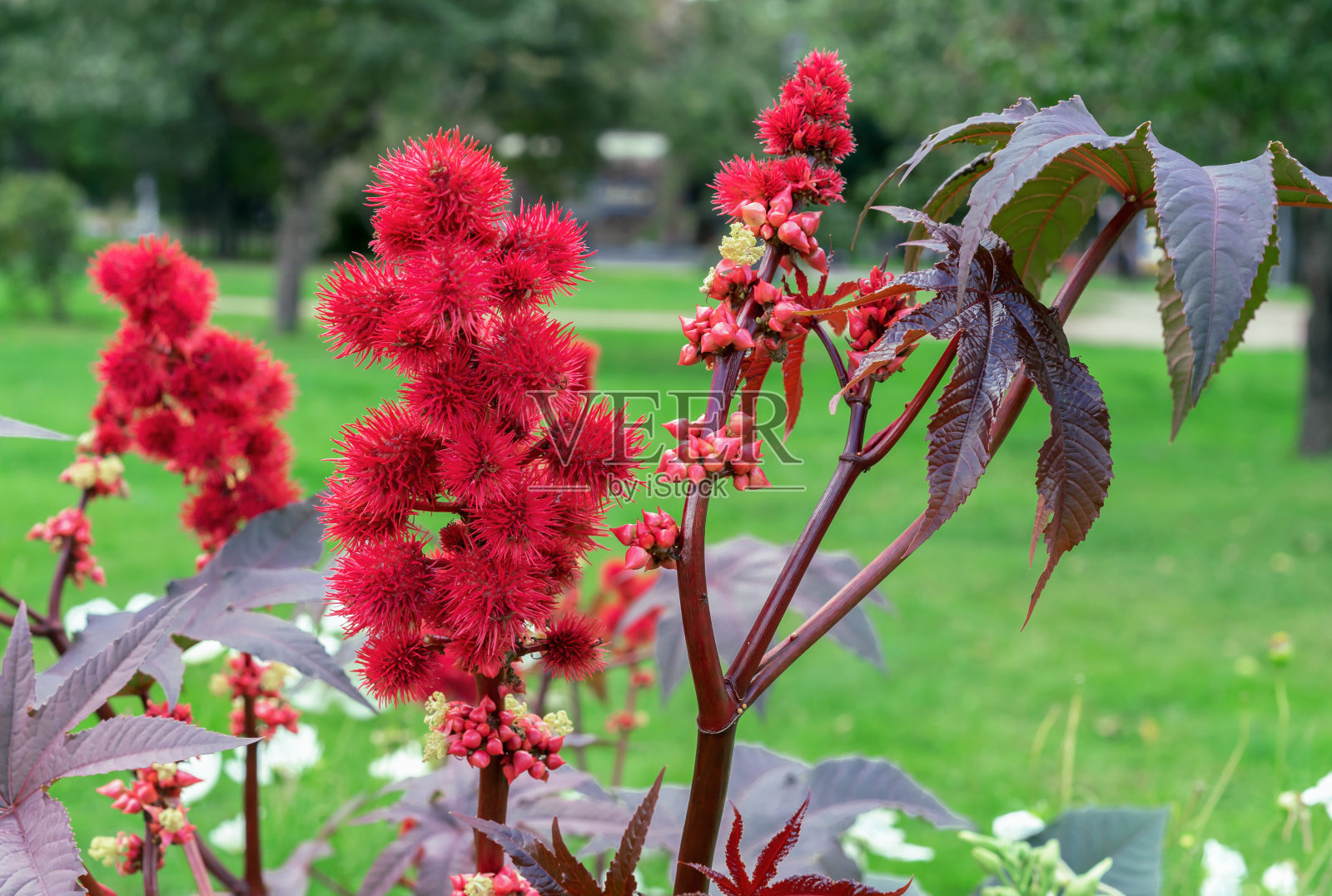 蓖麻的红色多刺的果实,从蓖麻中提取药用蓖麻油。照片摄影图片