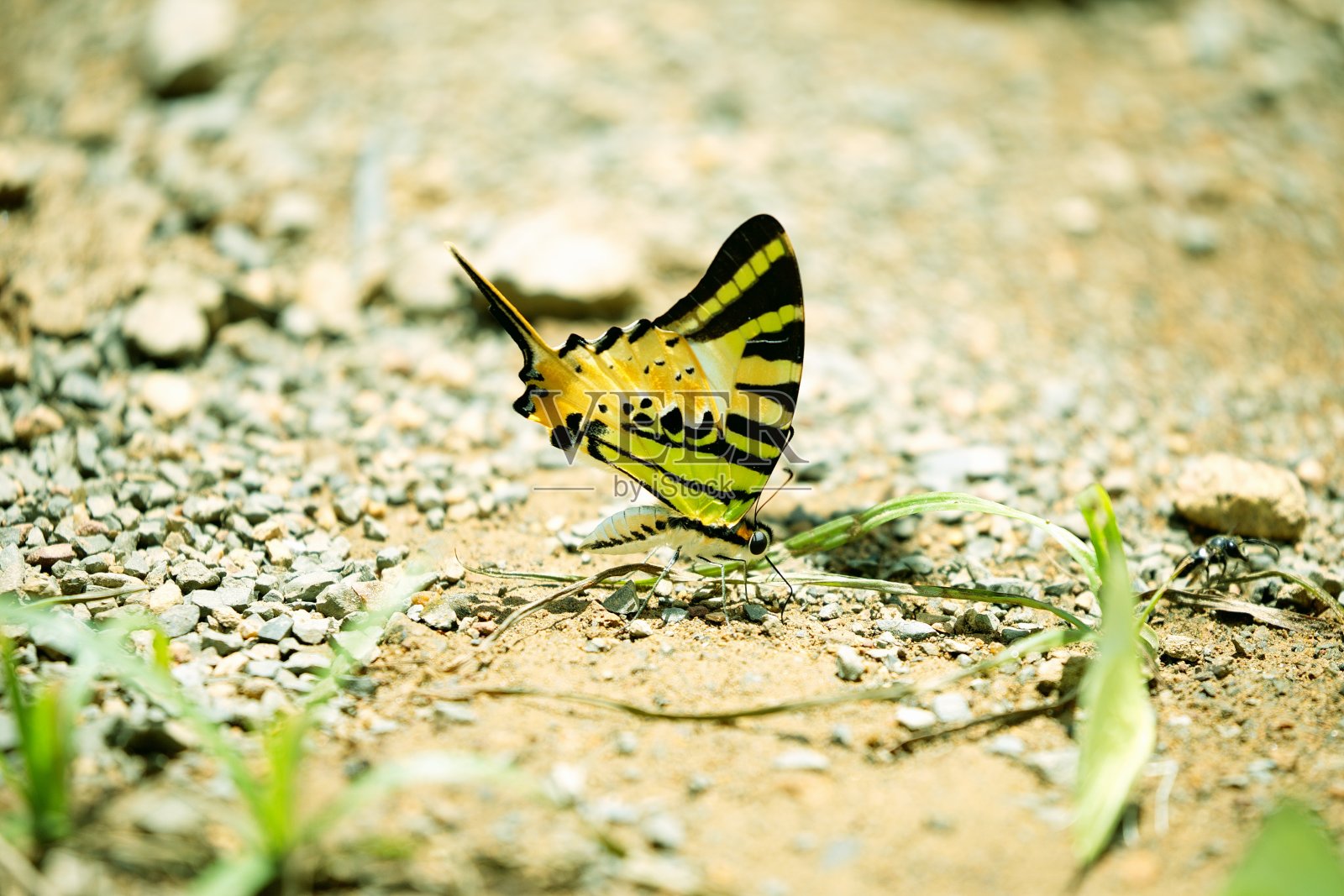 五棒剑尾(石墨抗)。照片摄影图片
