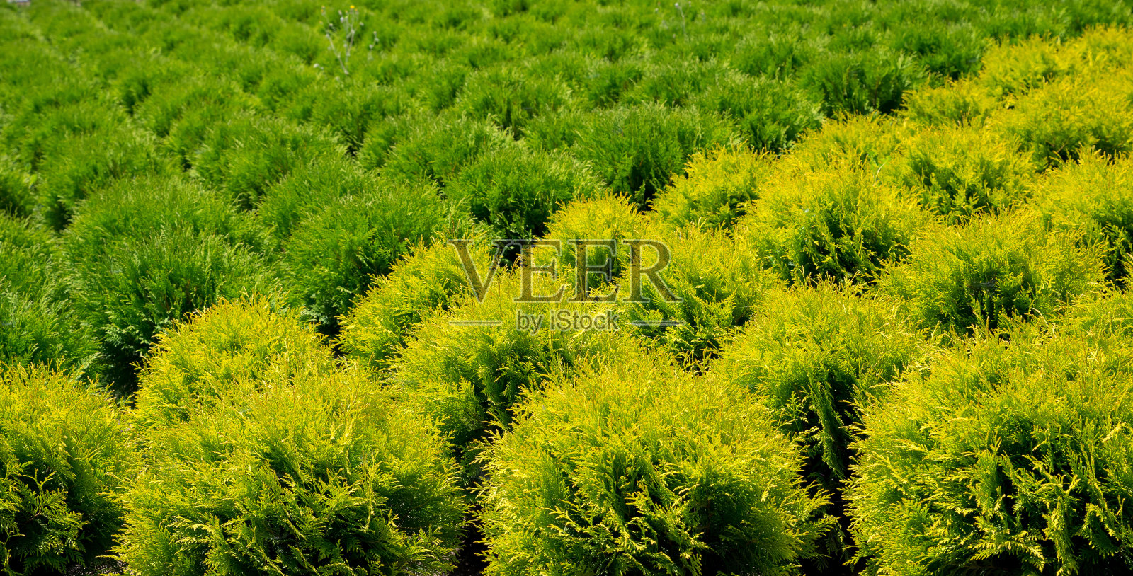 Holmstrup。雪松的托儿所。照片摄影图片