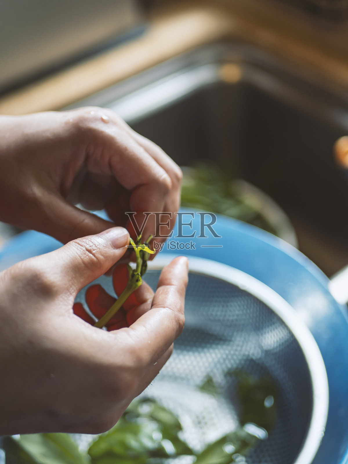 这位年轻女子正在清理新鲜的罗勒叶照片摄影图片