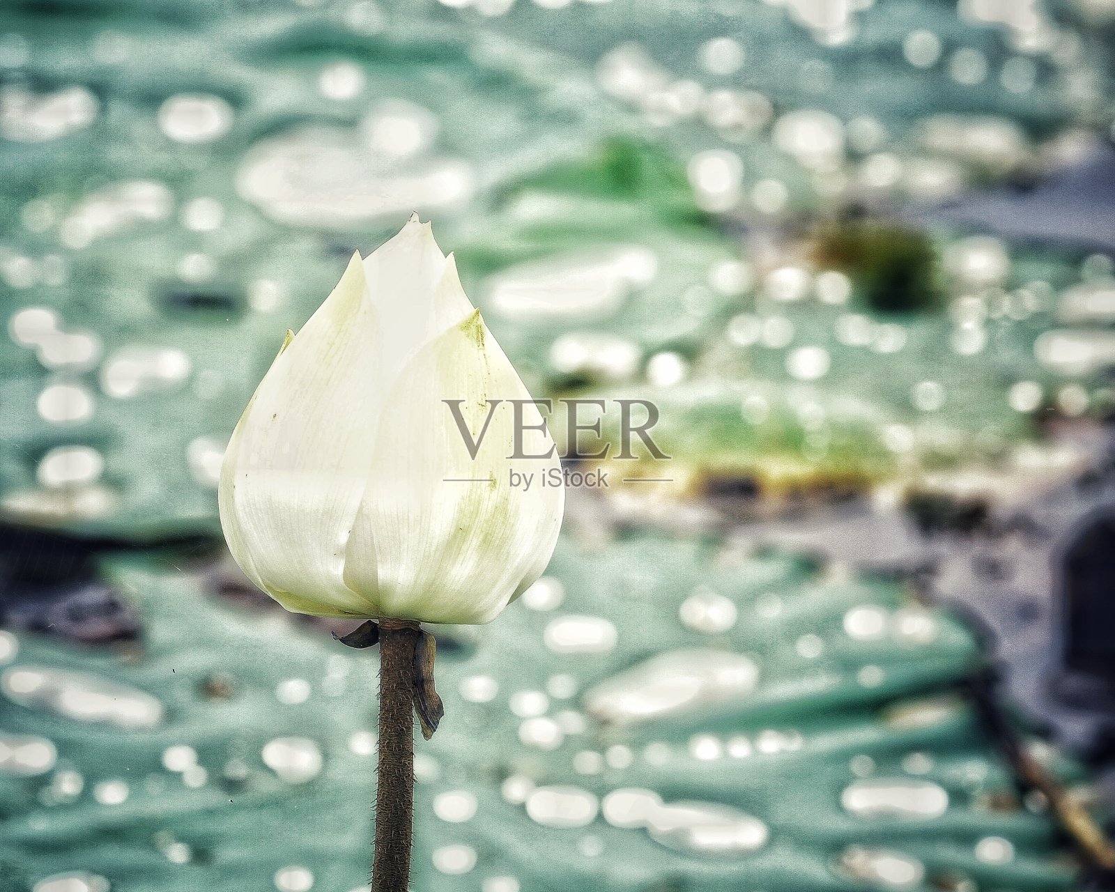 荷塘照片摄影图片