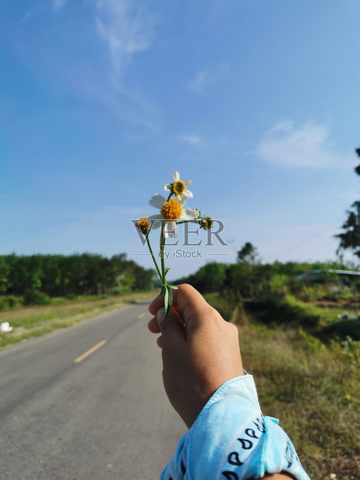 5、小草鲜花手握天空照片摄影图片