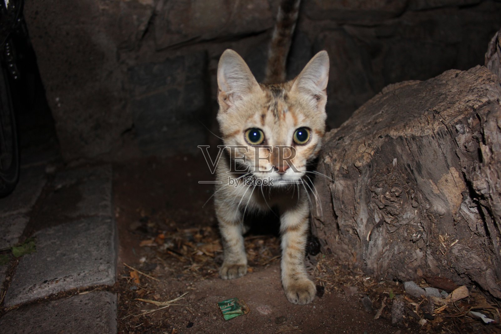 街道上一只美丽的流浪猫照片摄影图片