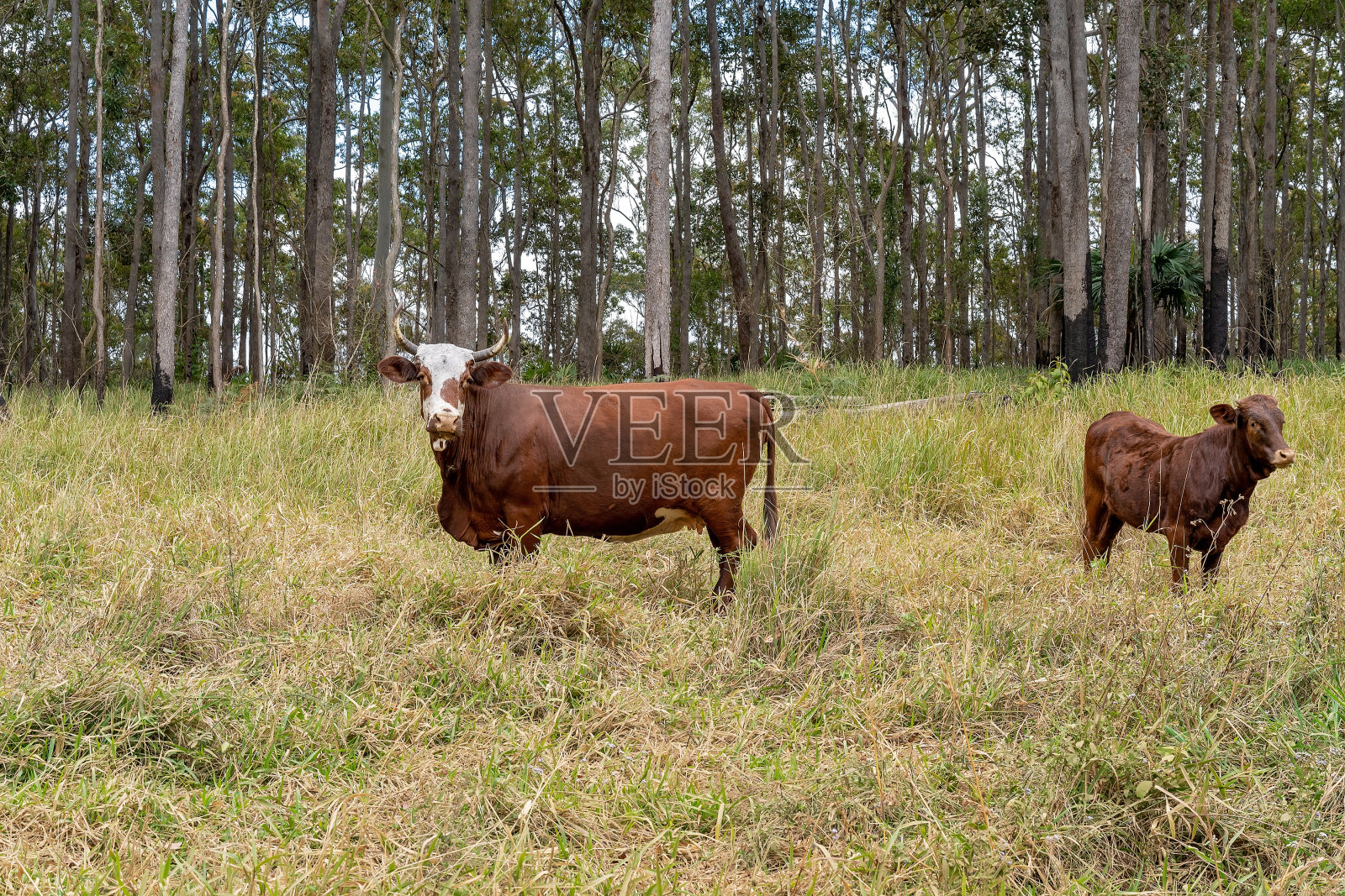 奶牛照片摄影图片