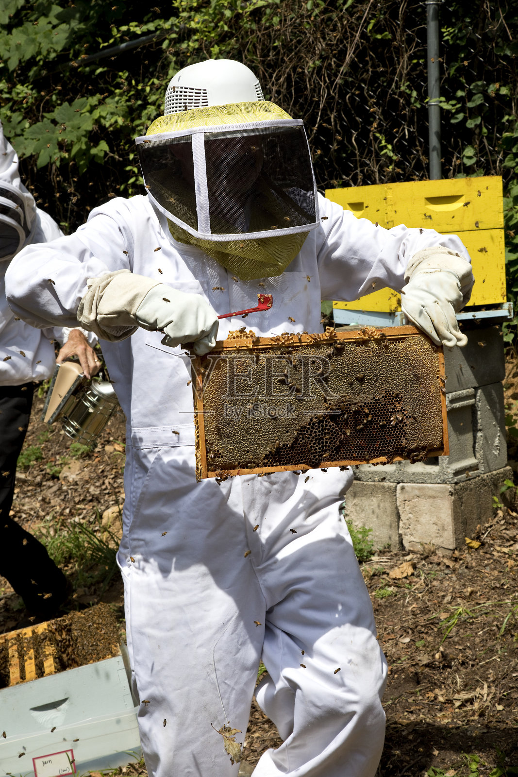 养蜂人带着一个装满蜂蜜的蜂窝和蜜蜂照片摄影图片