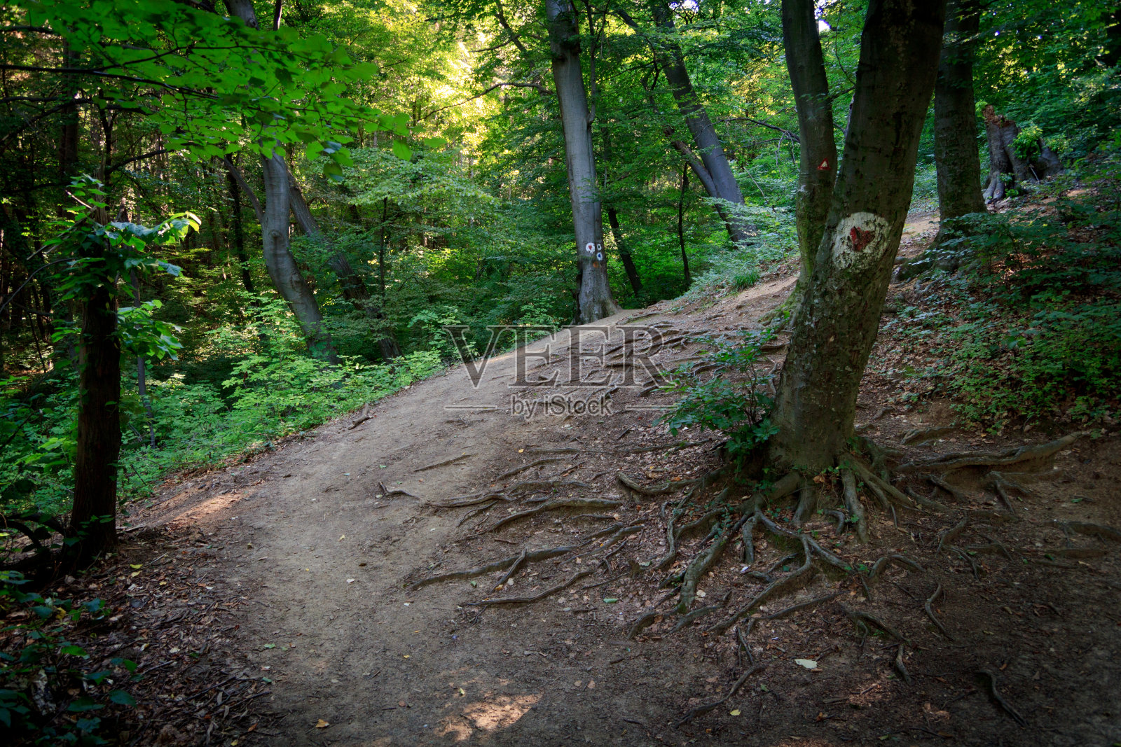 弗鲁斯卡戈拉国家公园,波波维察照片摄影图片