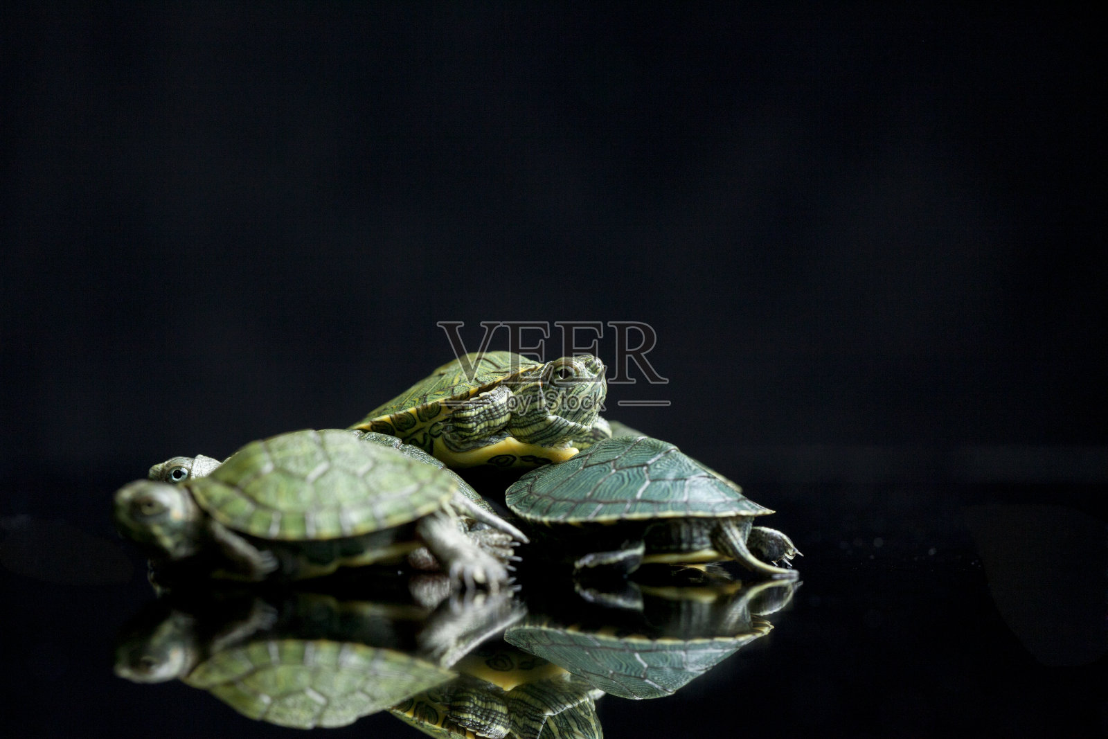 海龟红耳滑块(Trachemys scripta elegans)孤立在黑色背景上。照片摄影图片