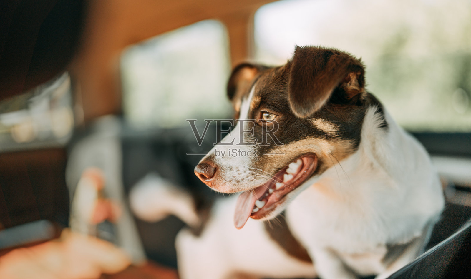 狗在旅行。坐在车里。照片摄影图片