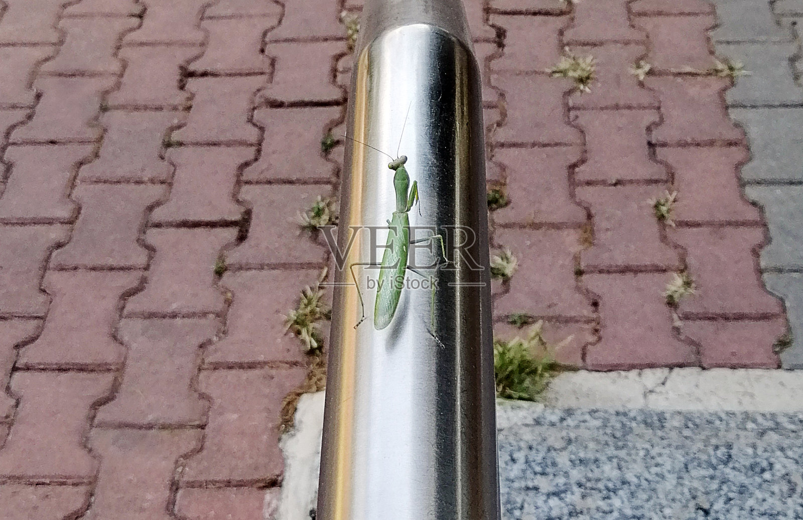 螳螂照片摄影图片