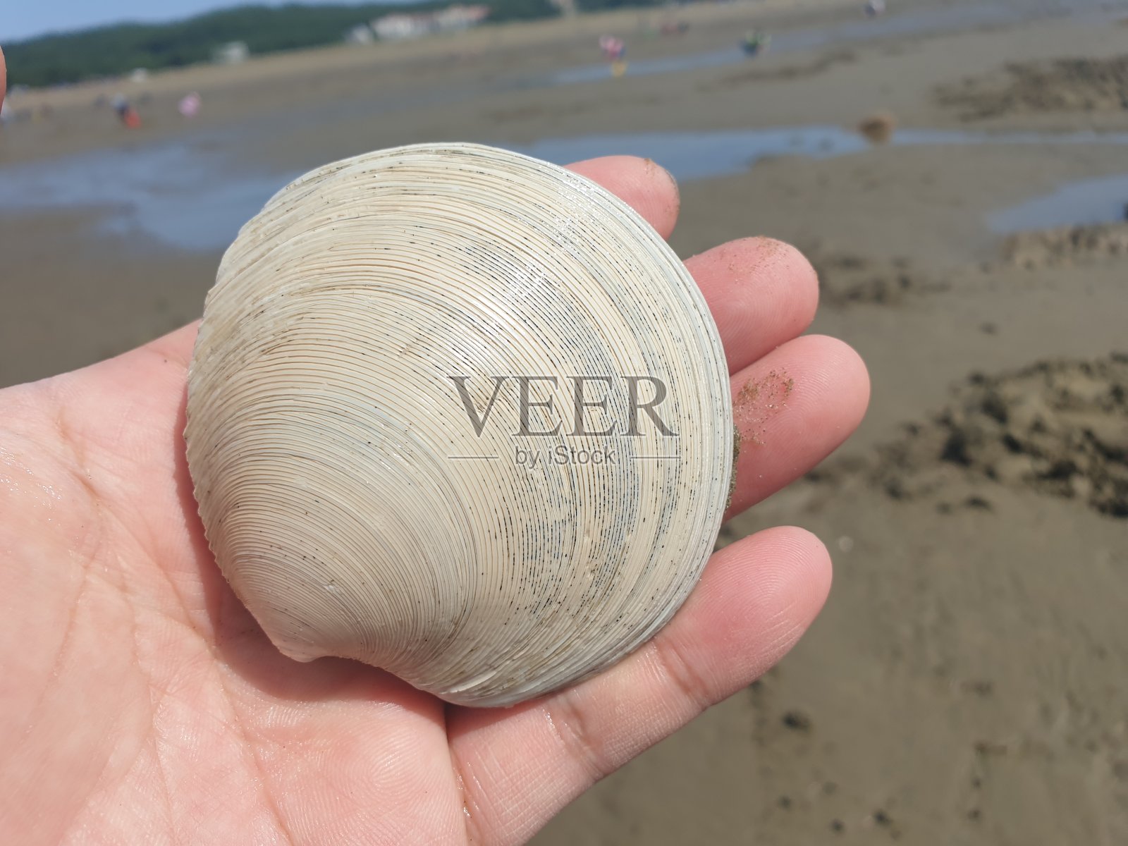 韩国西海海滩贝类照片摄影图片