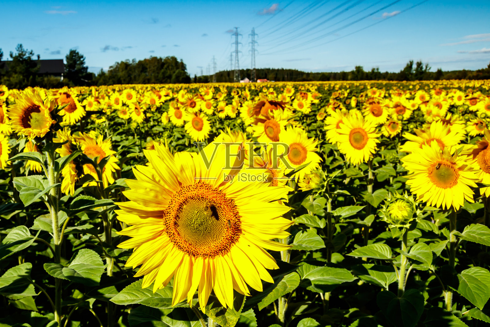 田野上盛开的向日葵在蓝天和电线的背景照片摄影图片