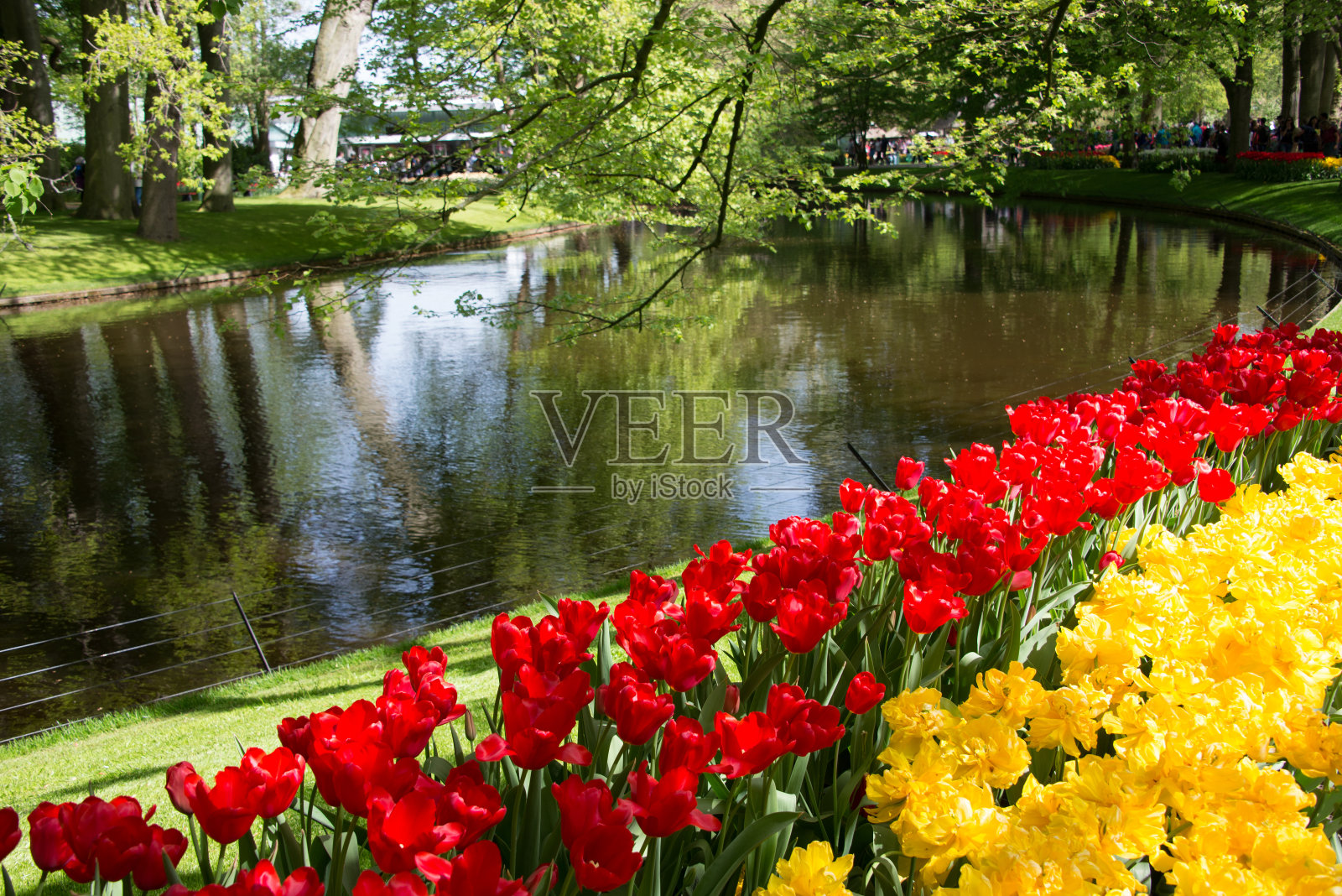 美丽的郁金香在花园里盛开。春暖花开照片摄影图片