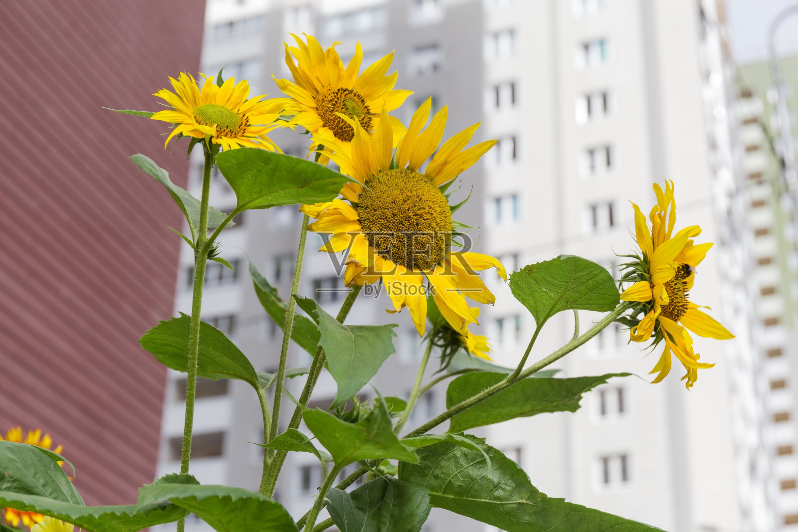 装饰向日葵在多层建筑模糊的背景照片摄影图片