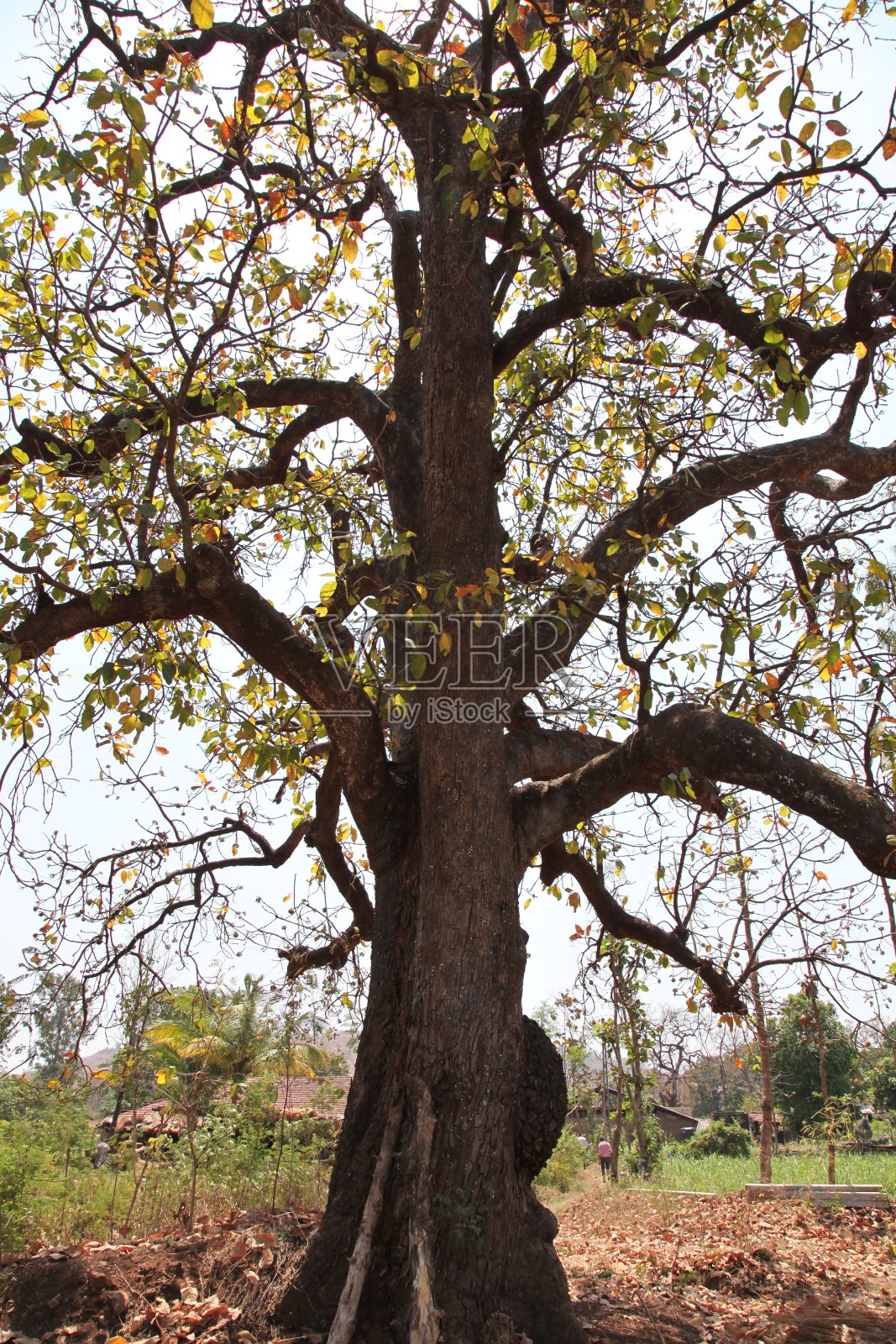 秋天的一棵大树照片摄影图片