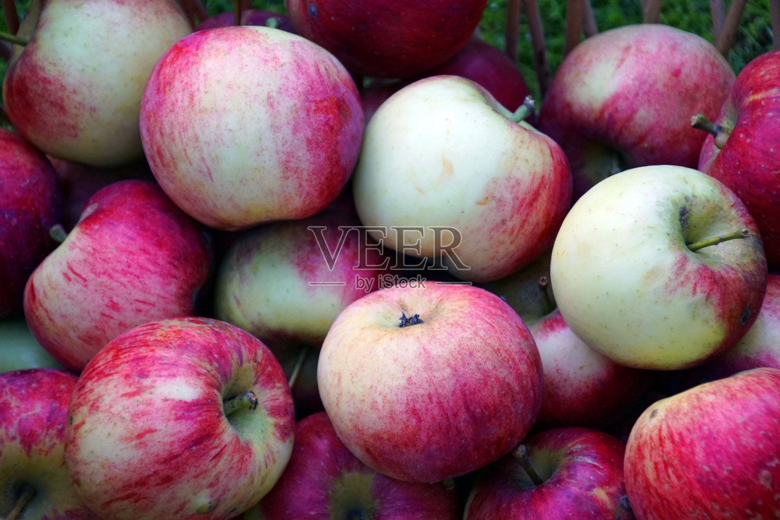 农业。采摘苹果。红色的果实在修剪过的草地上。照片摄影图片