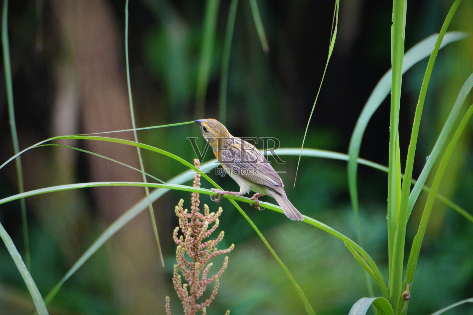 巴雅织布鸟筑巢照片摄影图片