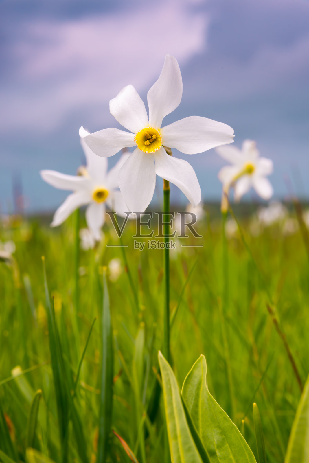 田野里的水仙花,春天野花盛开照片摄影图片