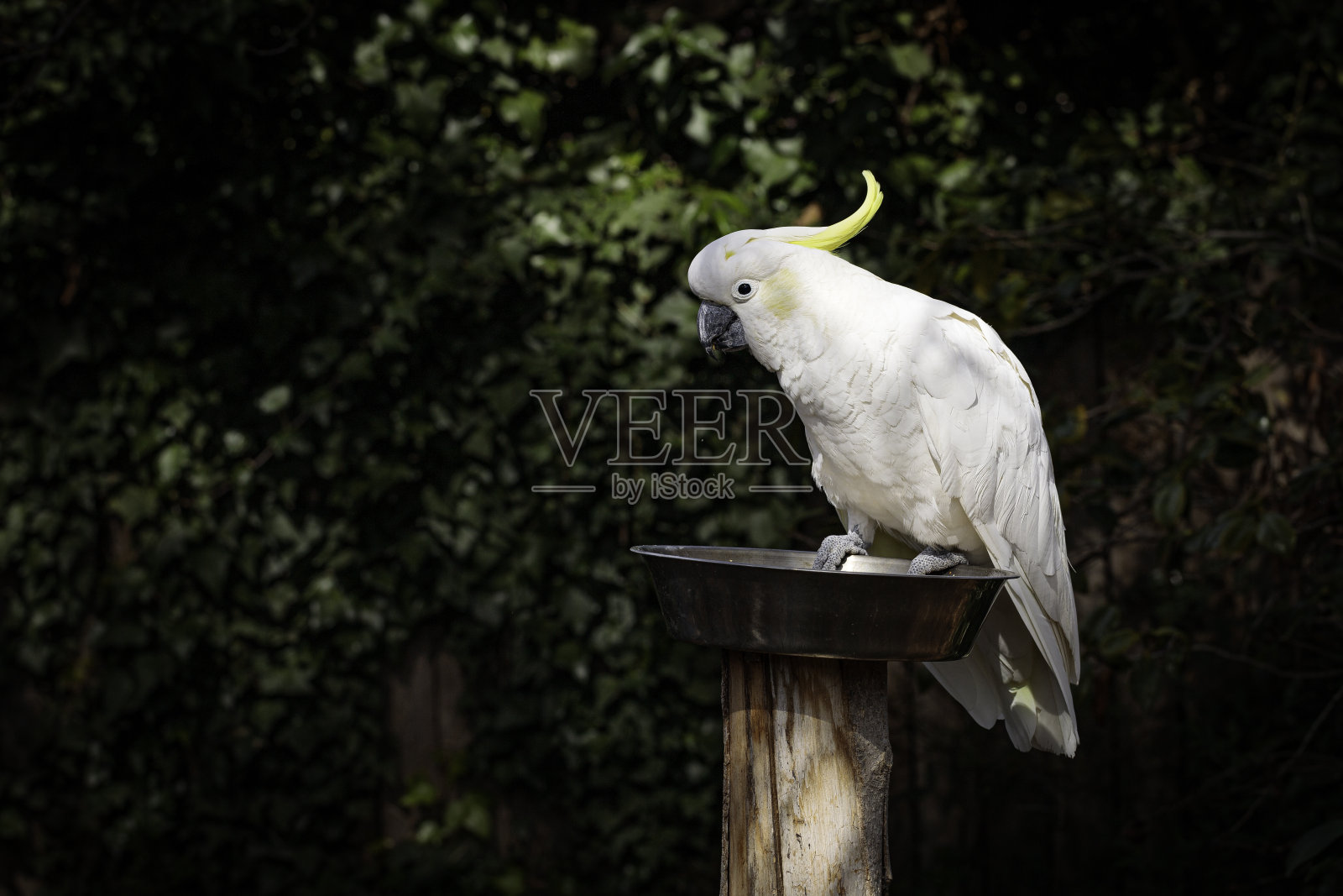 在一个花园的喂食站的硫冠凤头鹦鹉照片摄影图片