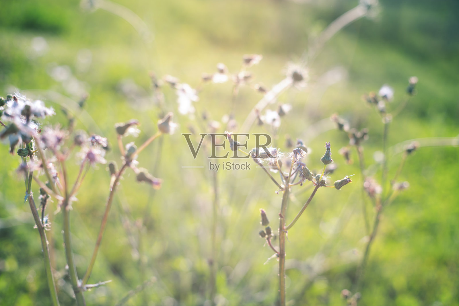 在日落时,在草地上有蓬松的种子的干种蓟的特写照片摄影图片