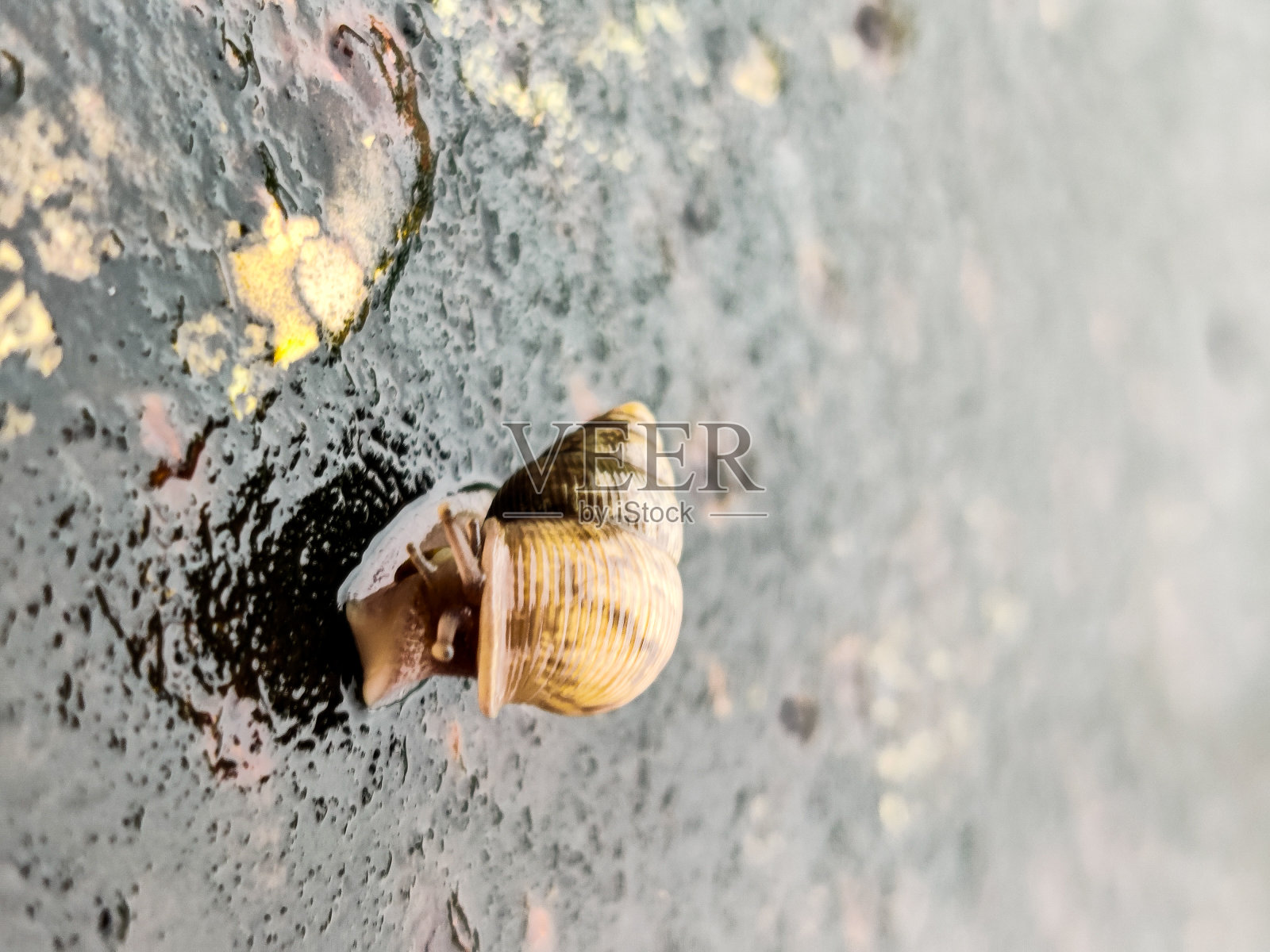 金属表面上的印度蜗牛照片摄影图片