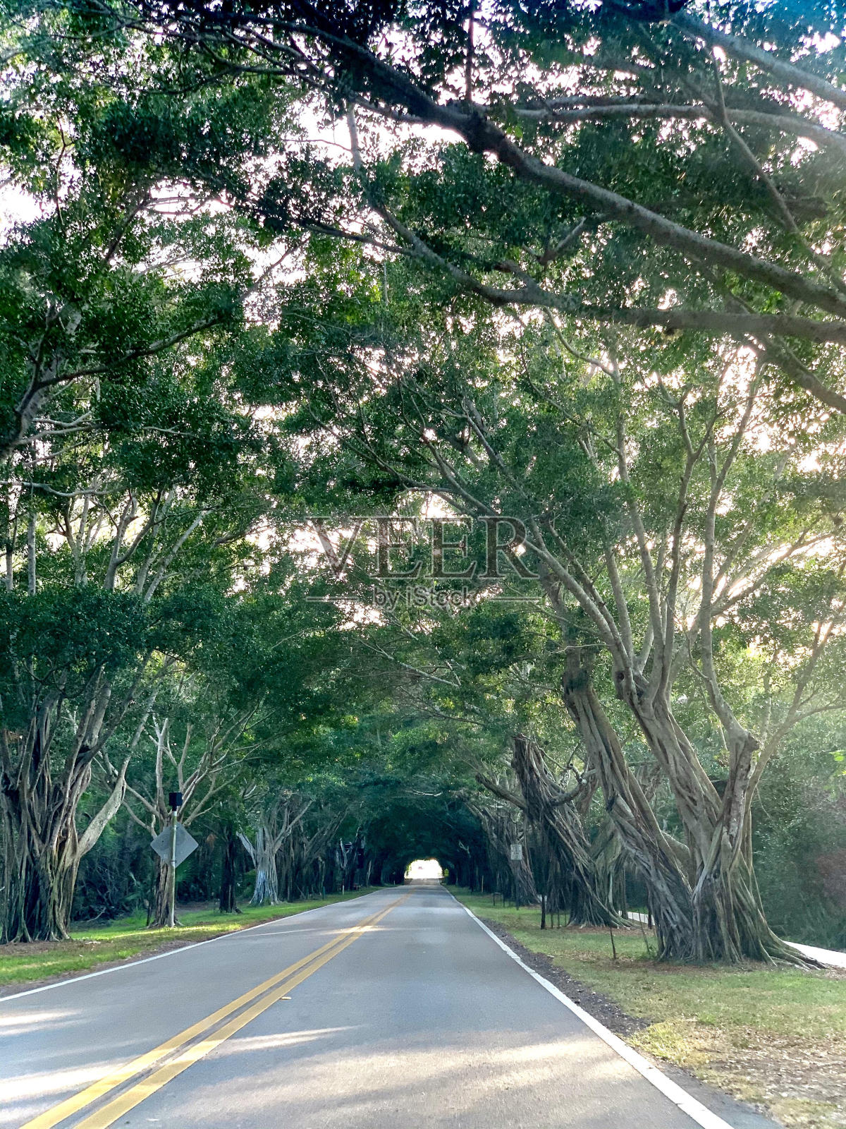 走廊上有棵树照片摄影图片