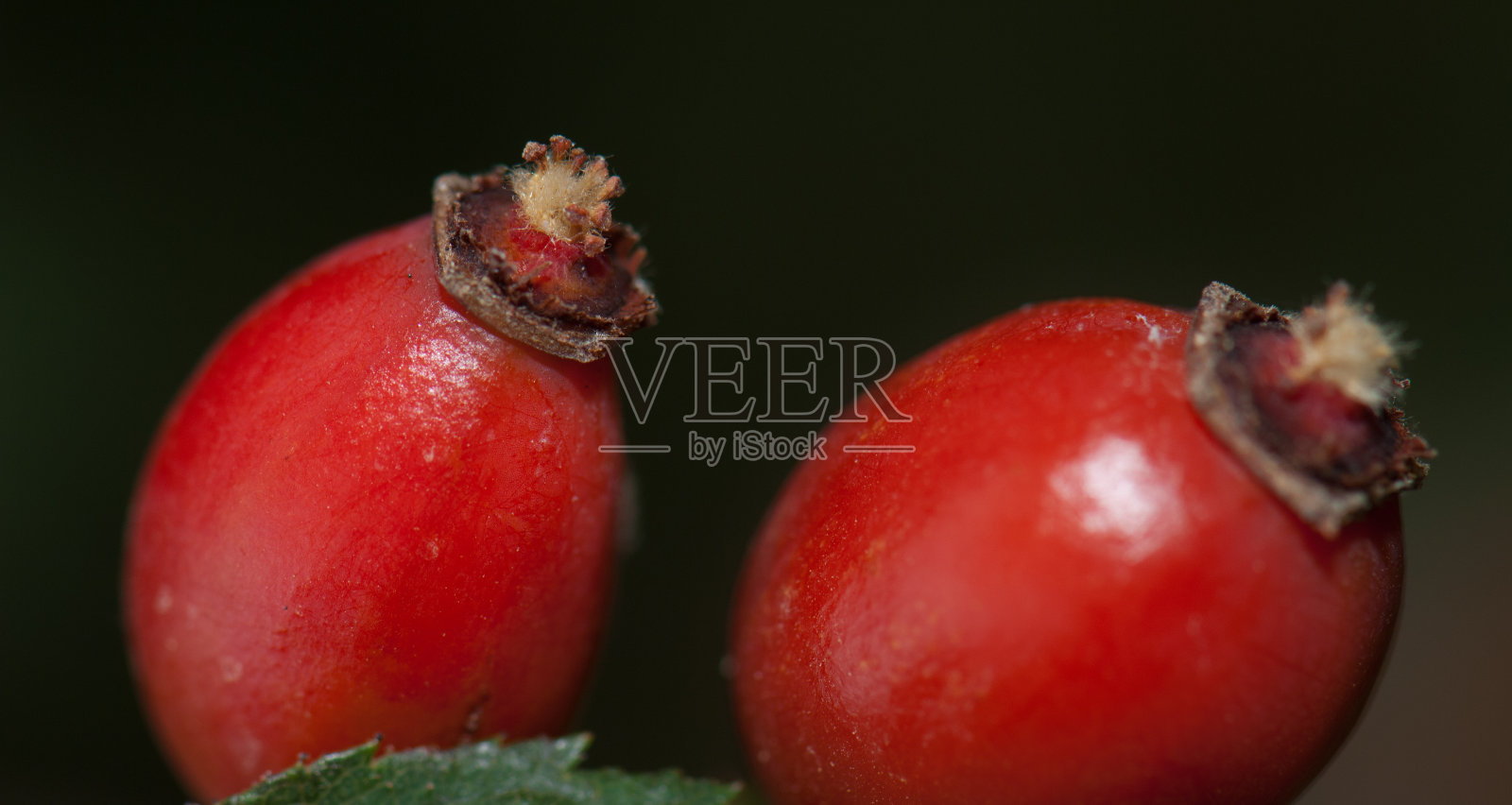 诺布洛乡村公园,狗的臀部玫瑰。照片摄影图片